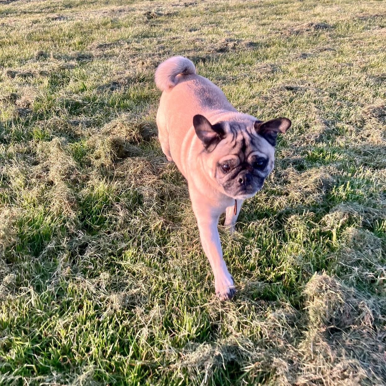 Porkchop