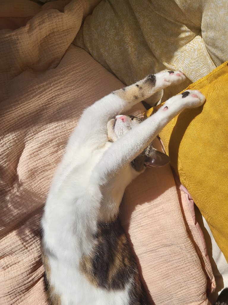 Gaston 