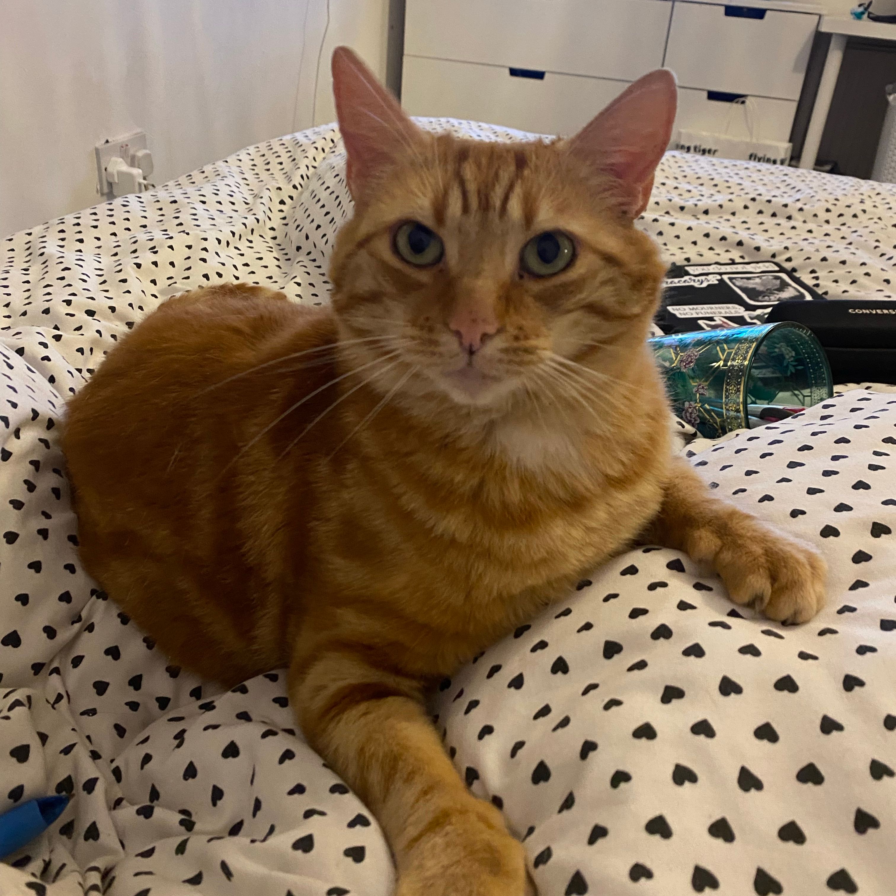 Ed