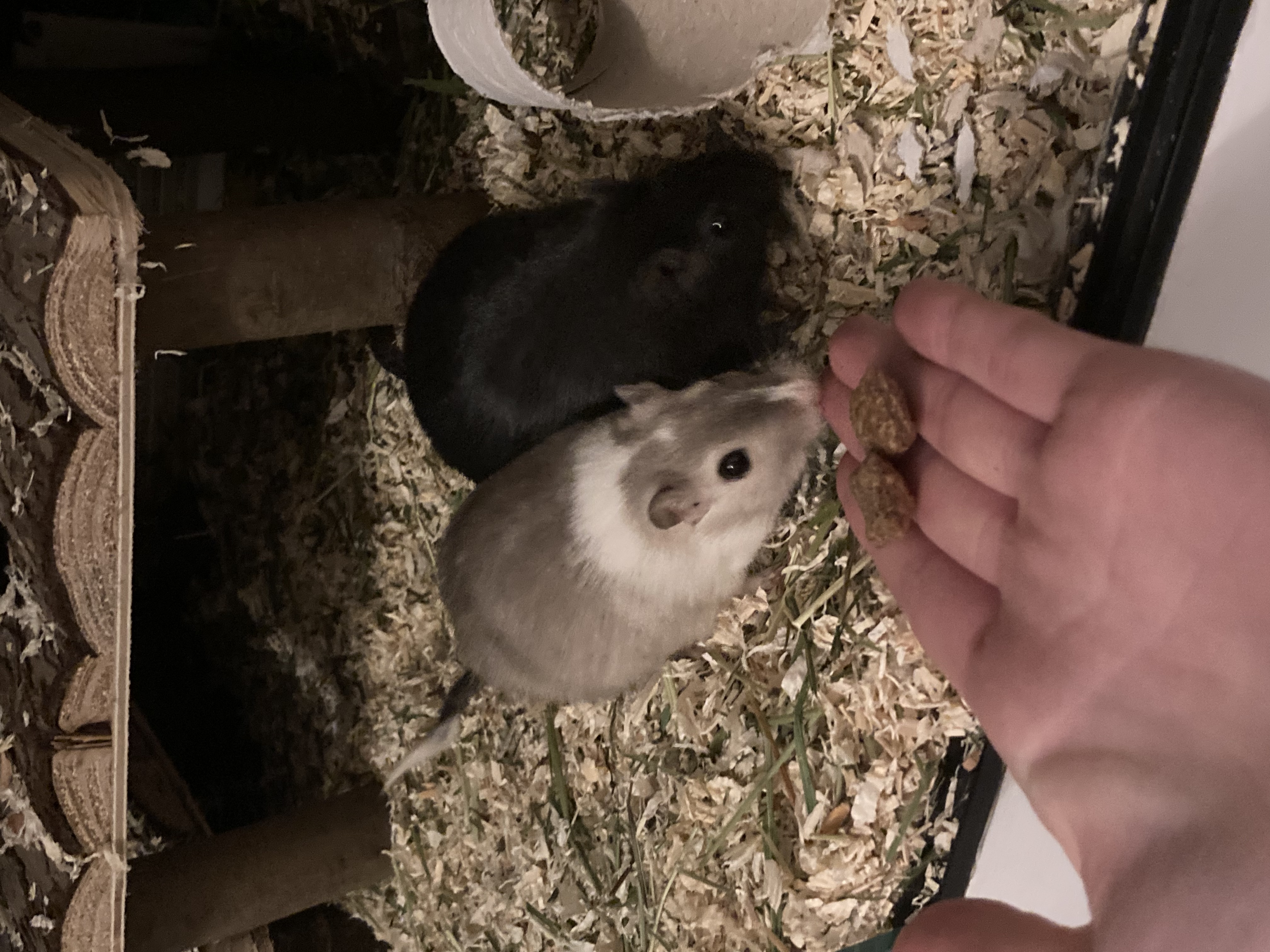 image-11