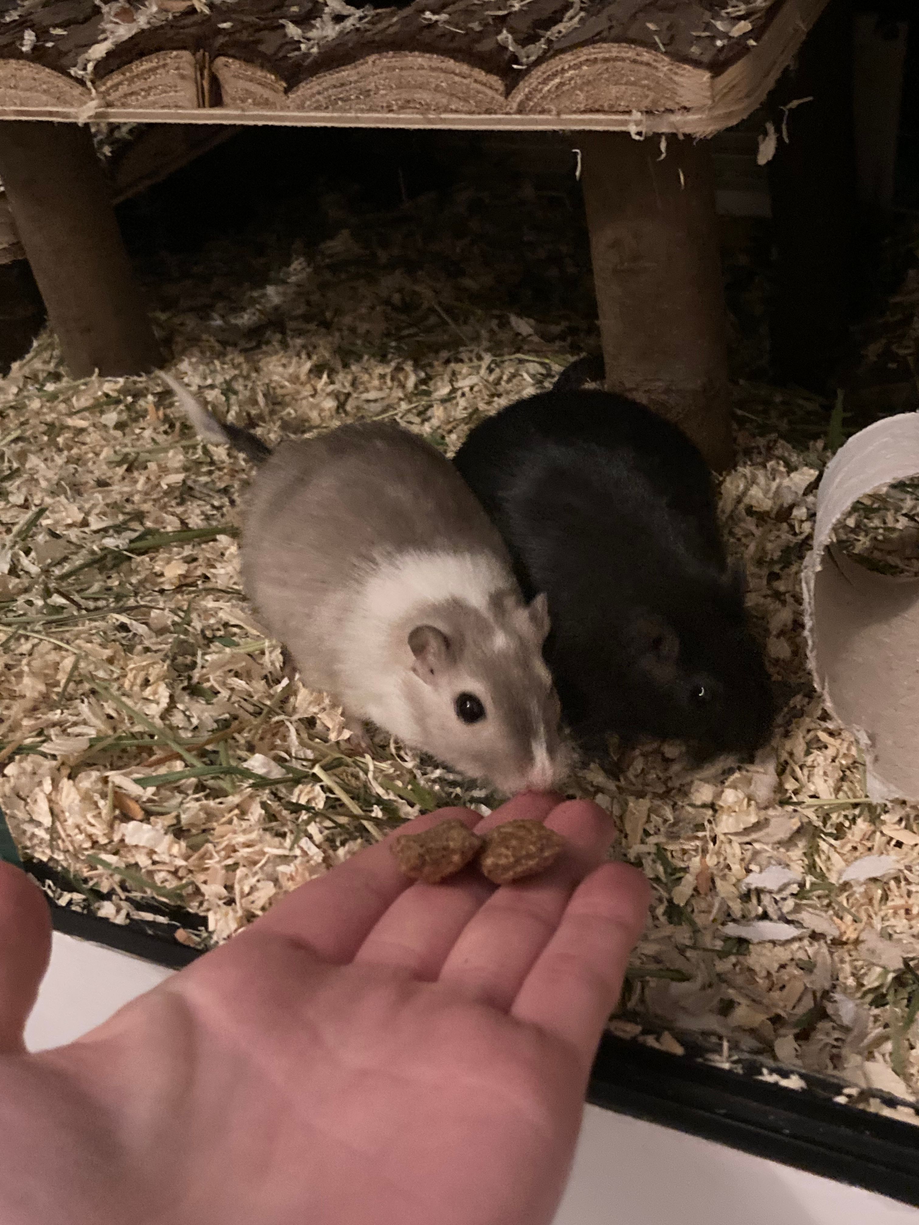 image-11