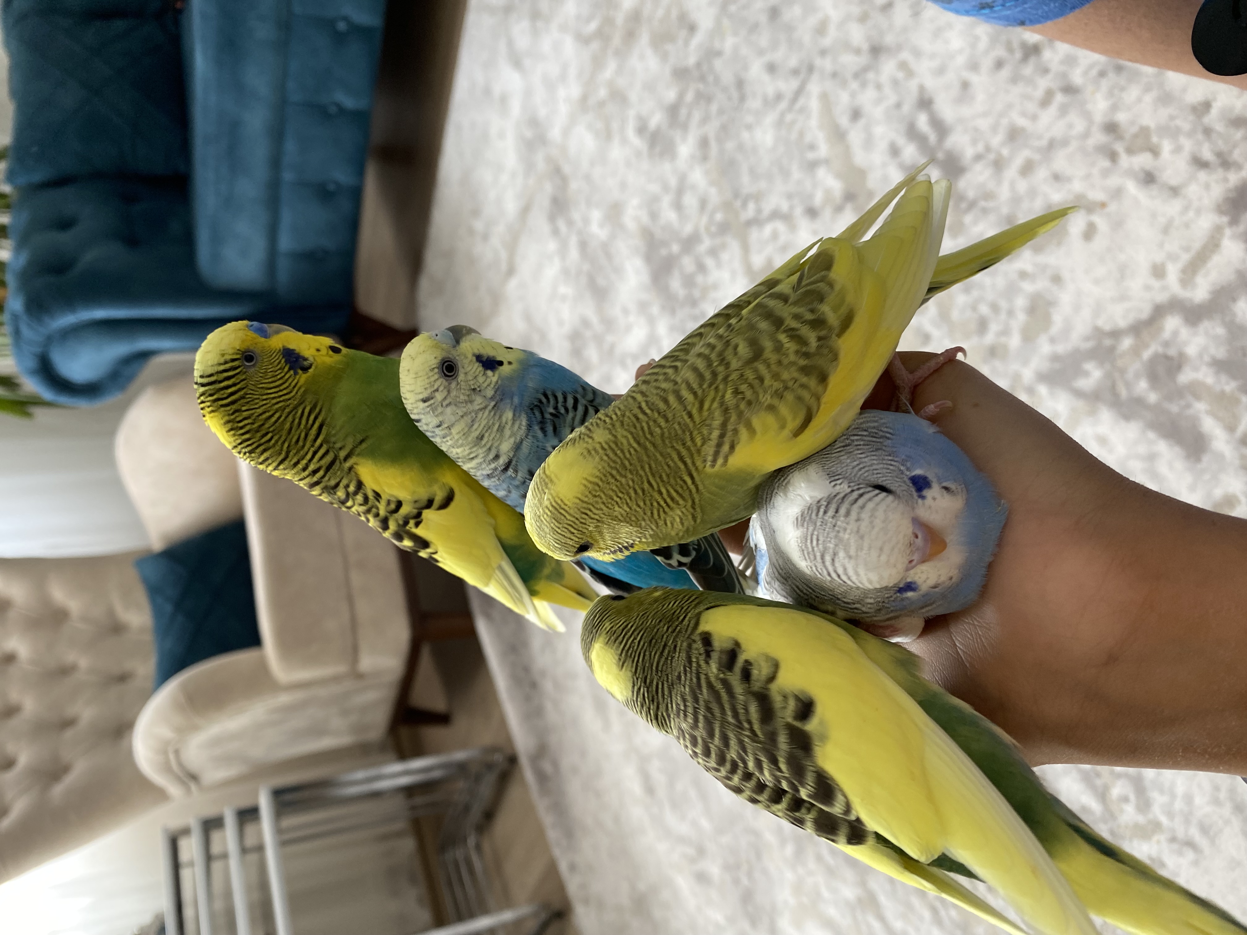 image-12