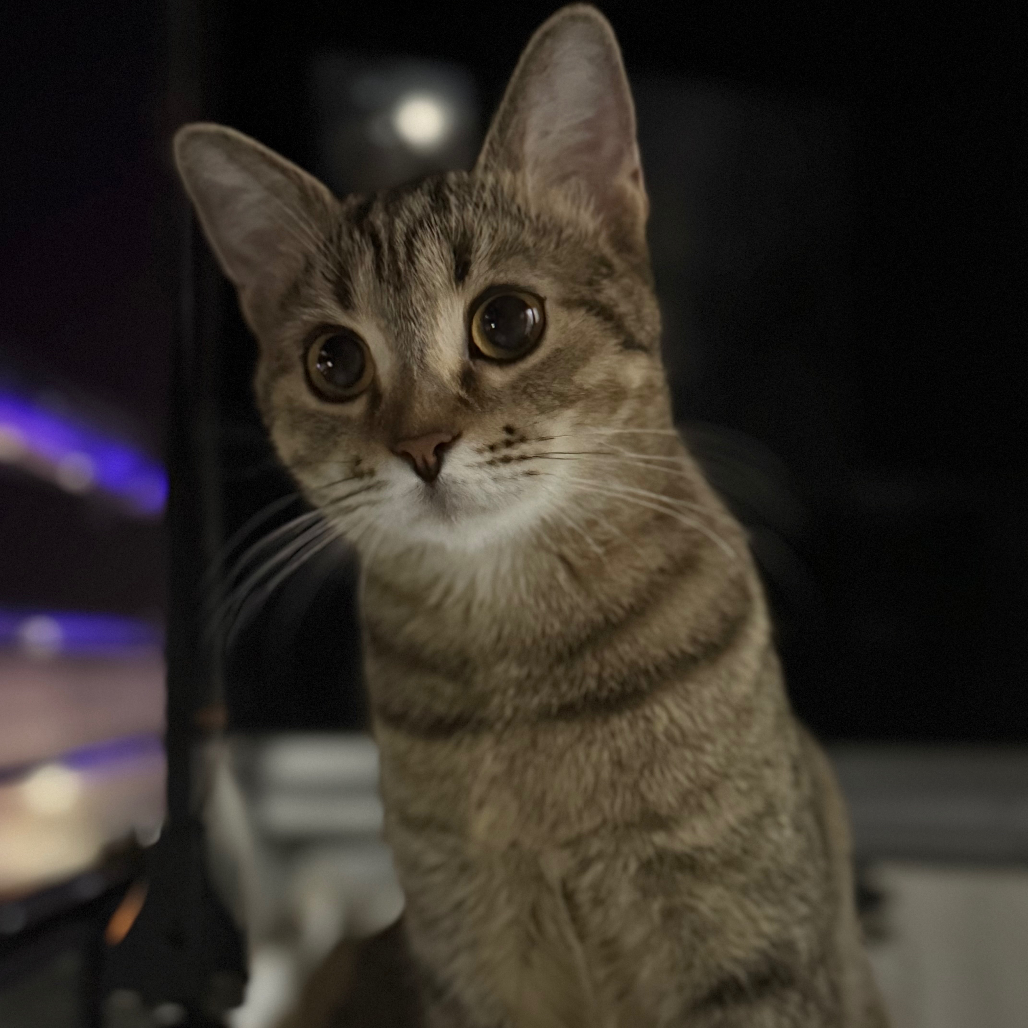 MAYA