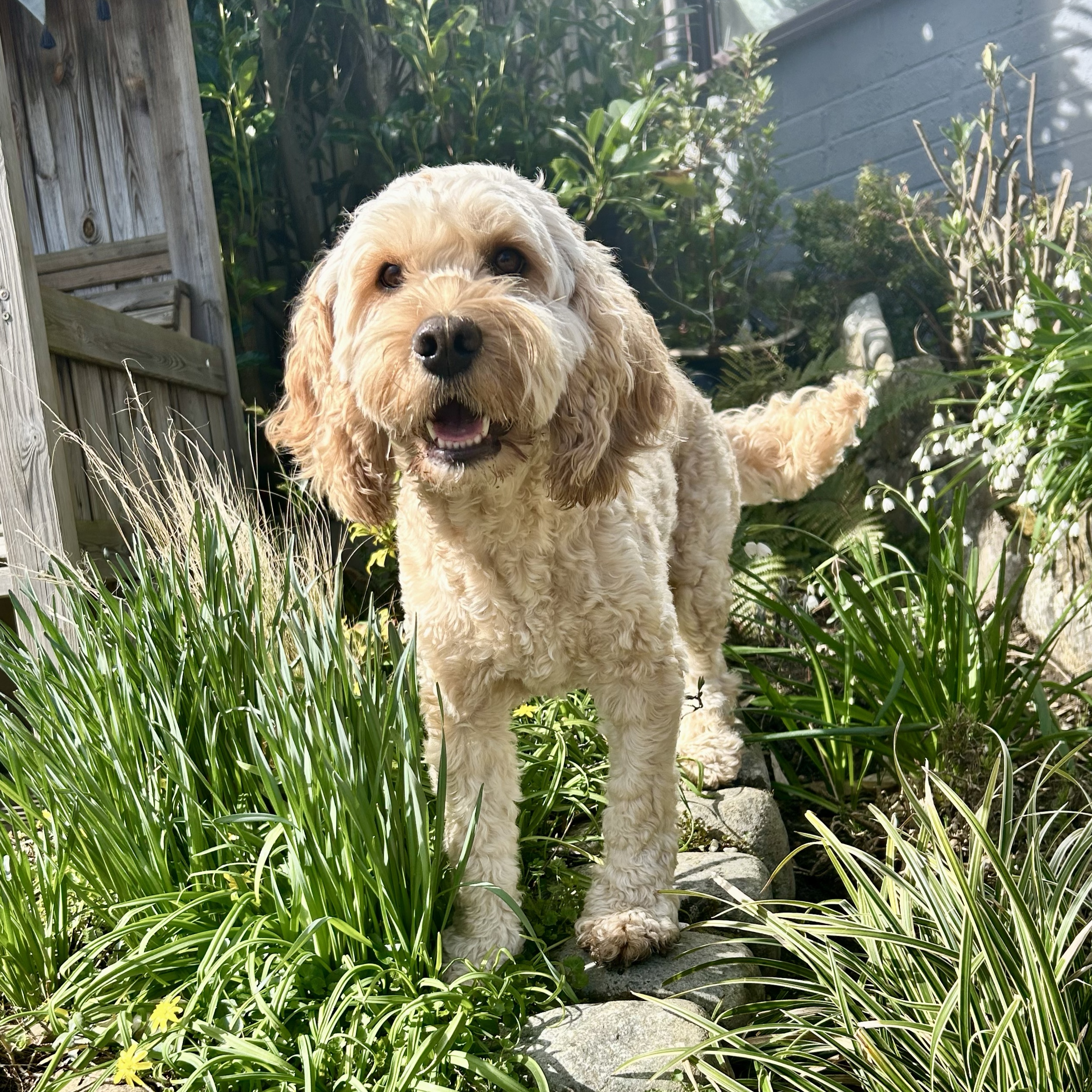 Oscar