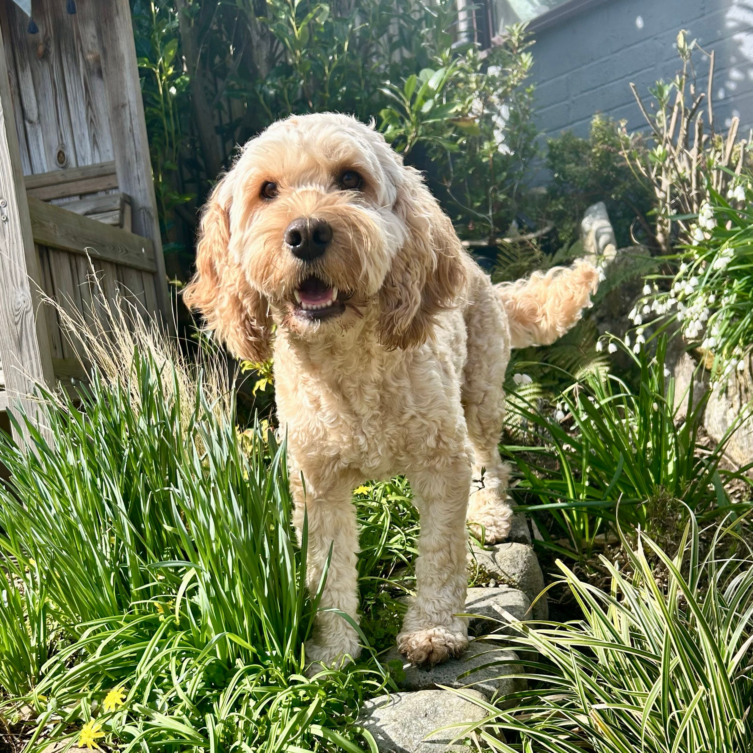 Oscar