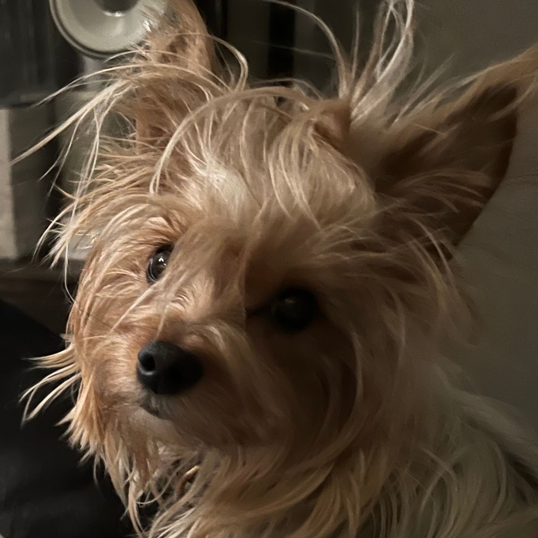 Peanut