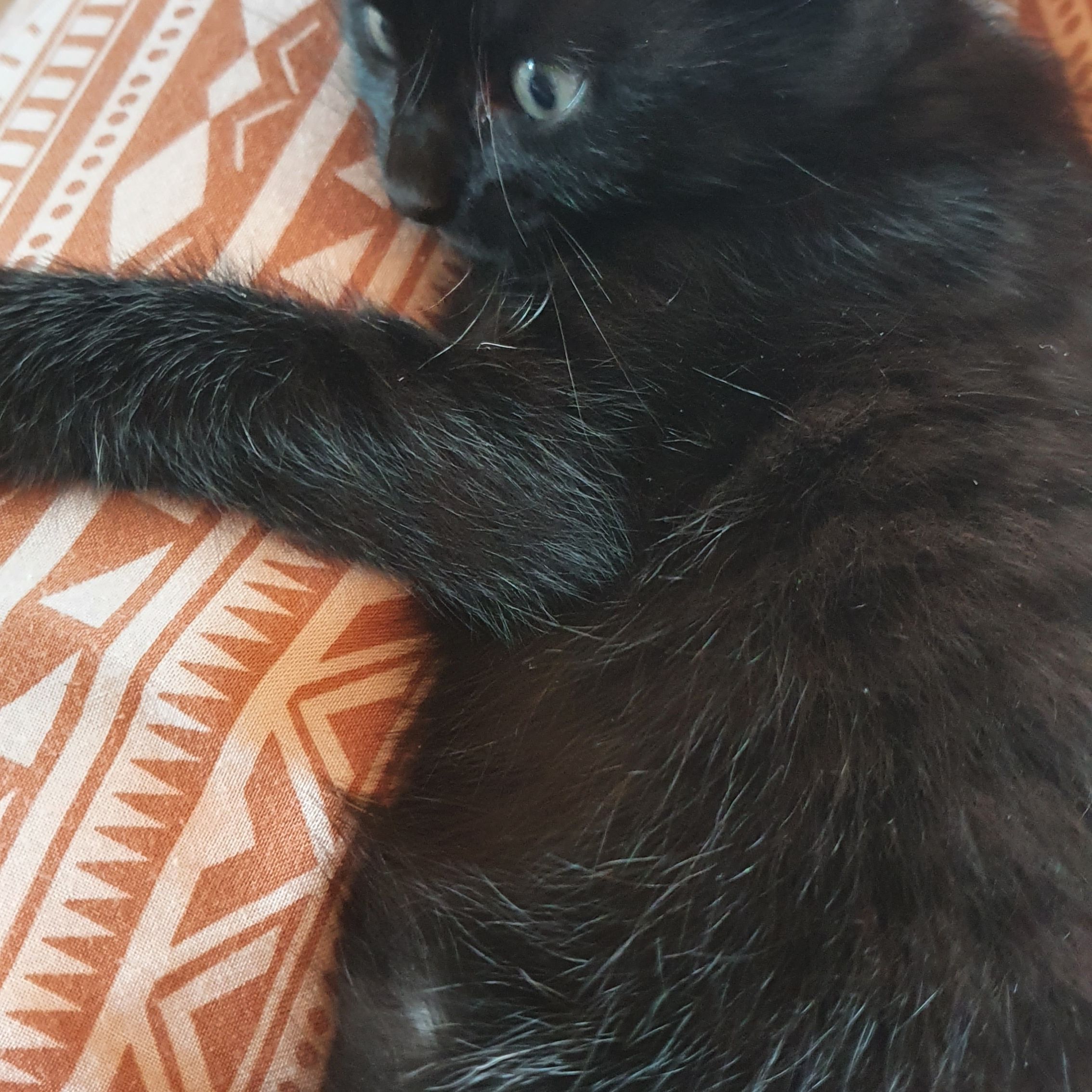 Tia