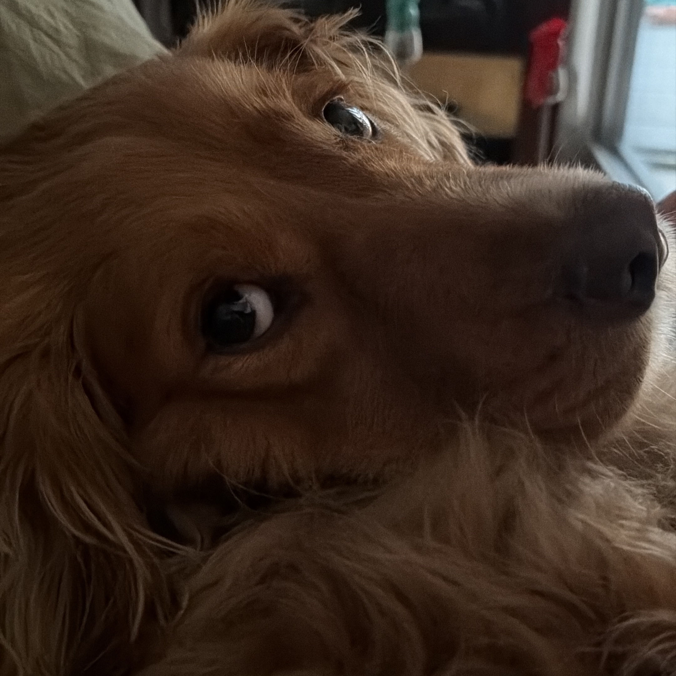 Merlin