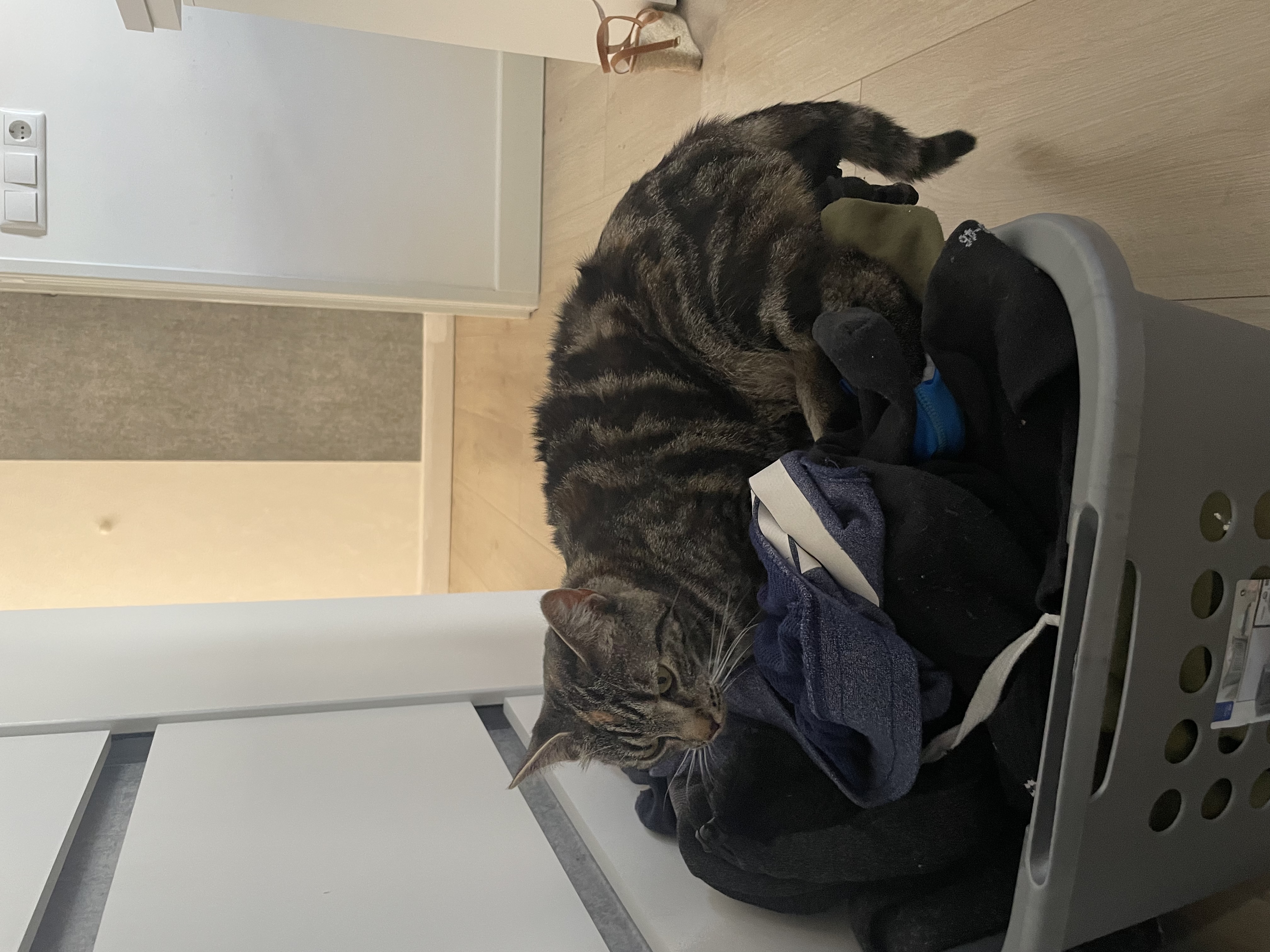 image-11