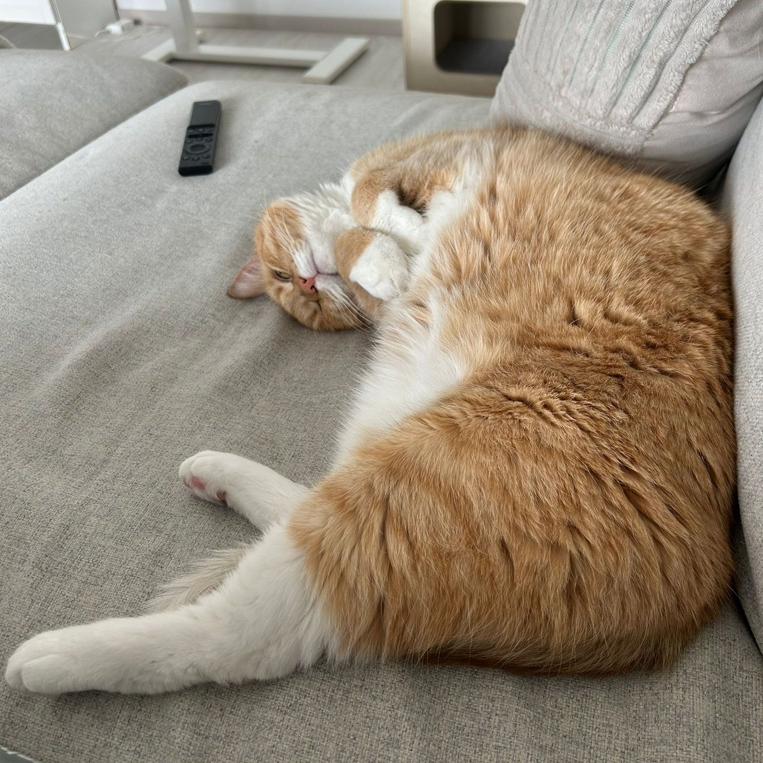 Simo