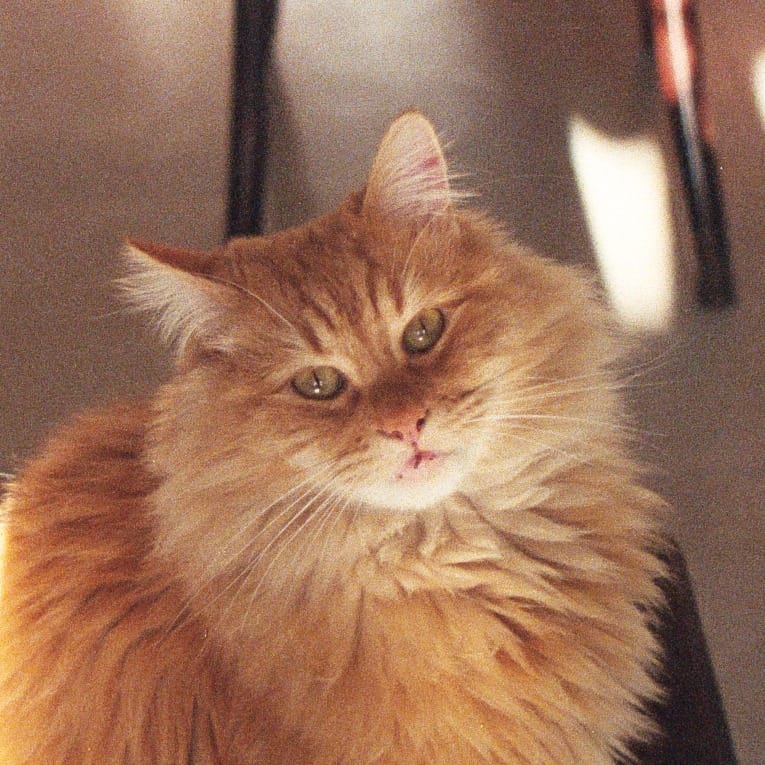 Kodi