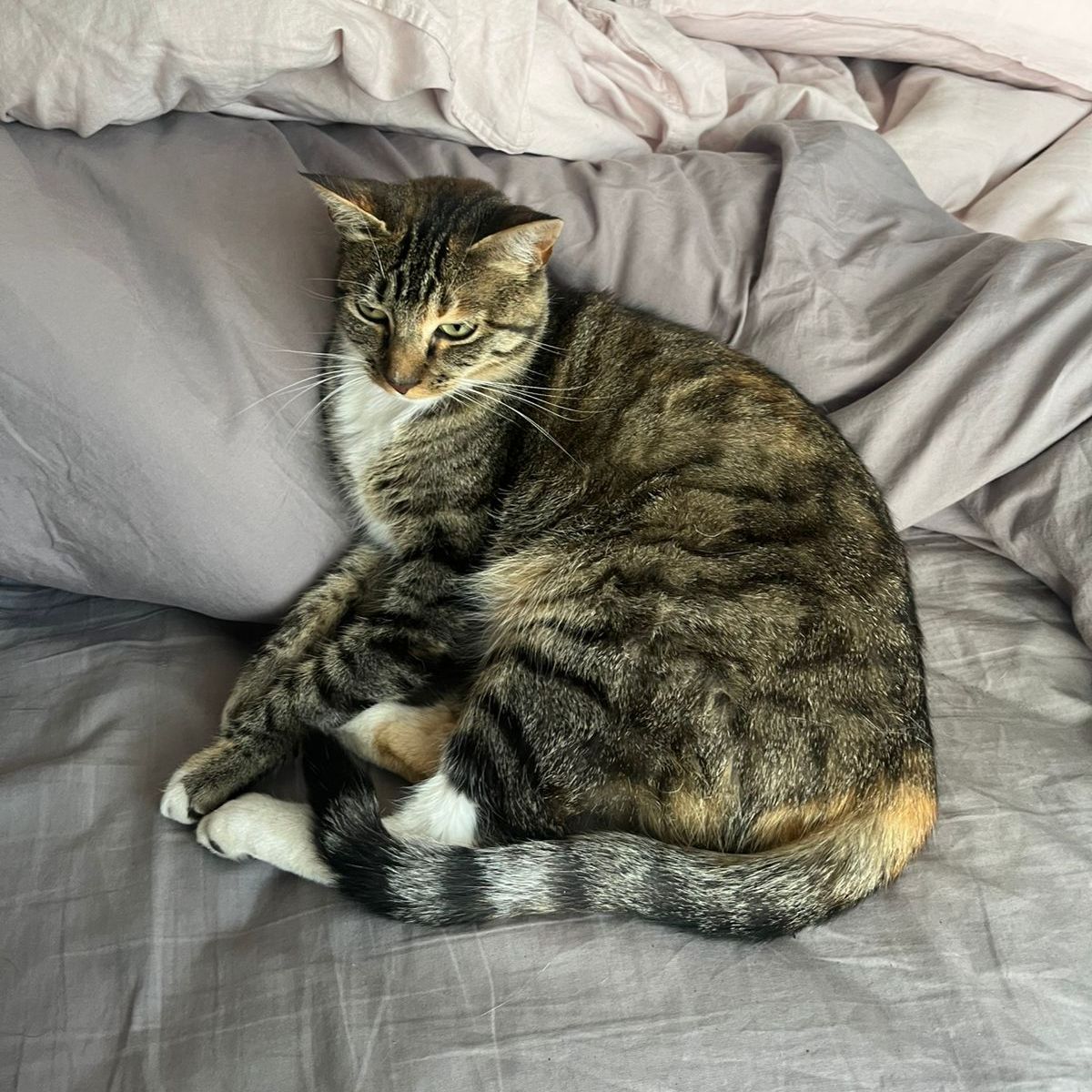 Mockachina Margarita