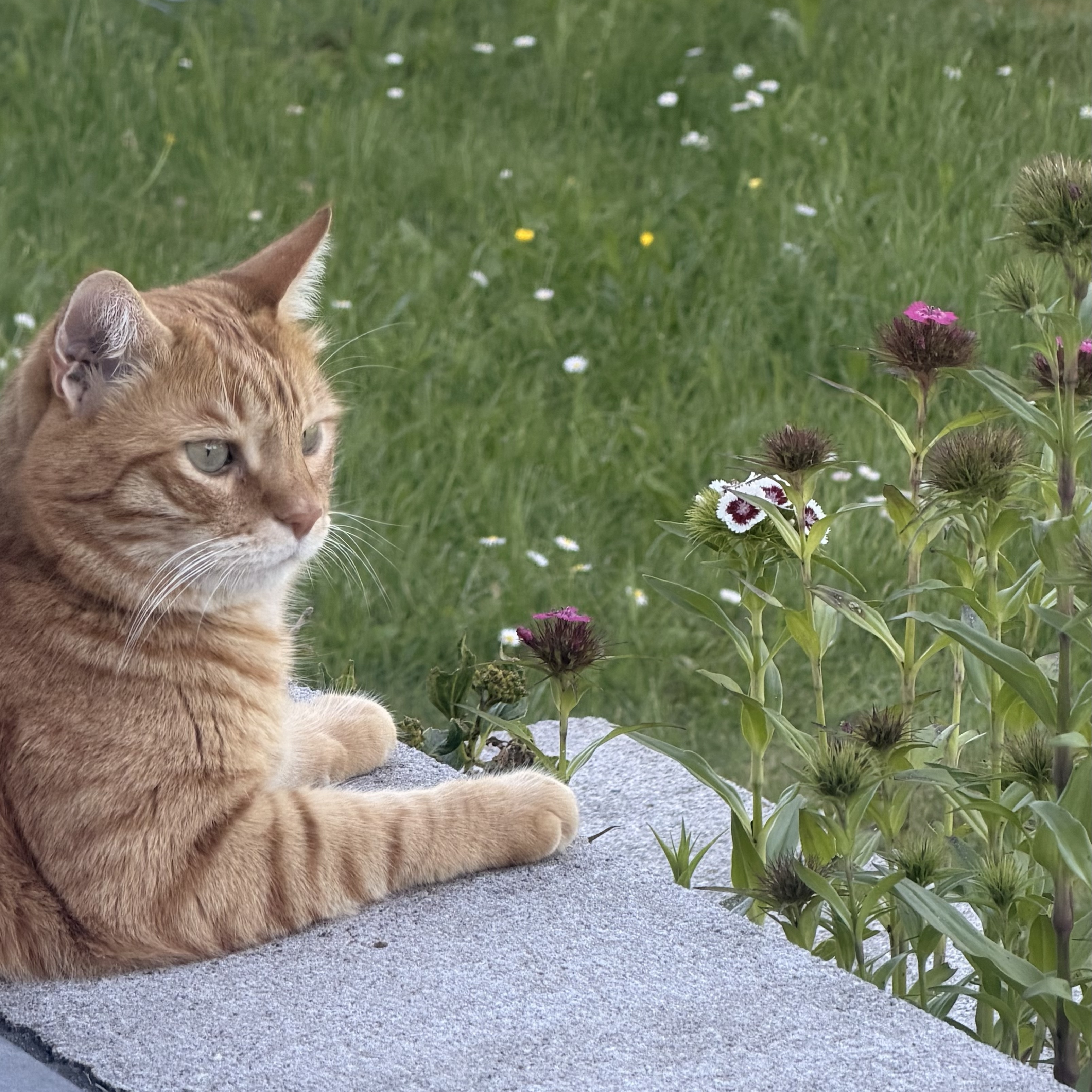 Milo