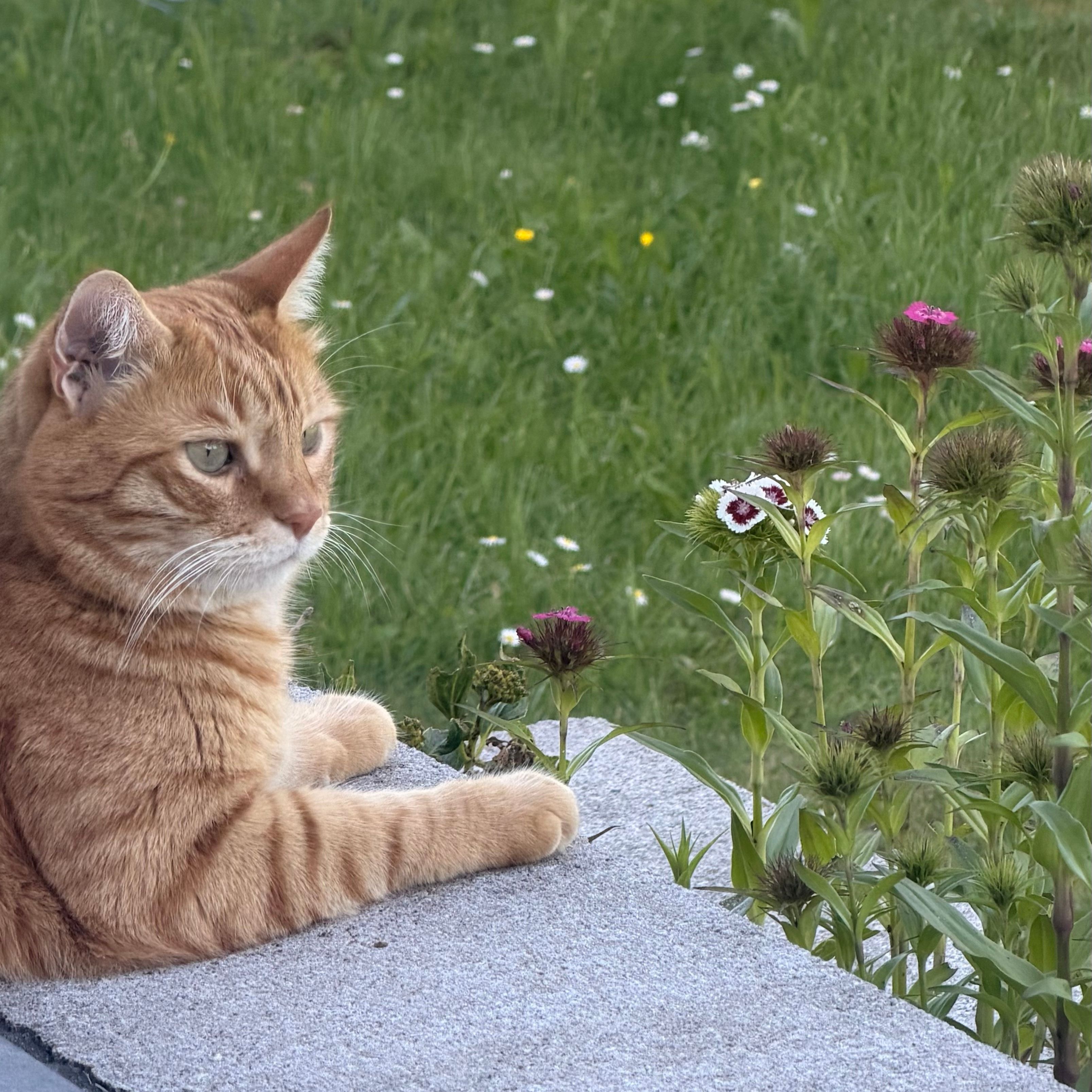 Milo
