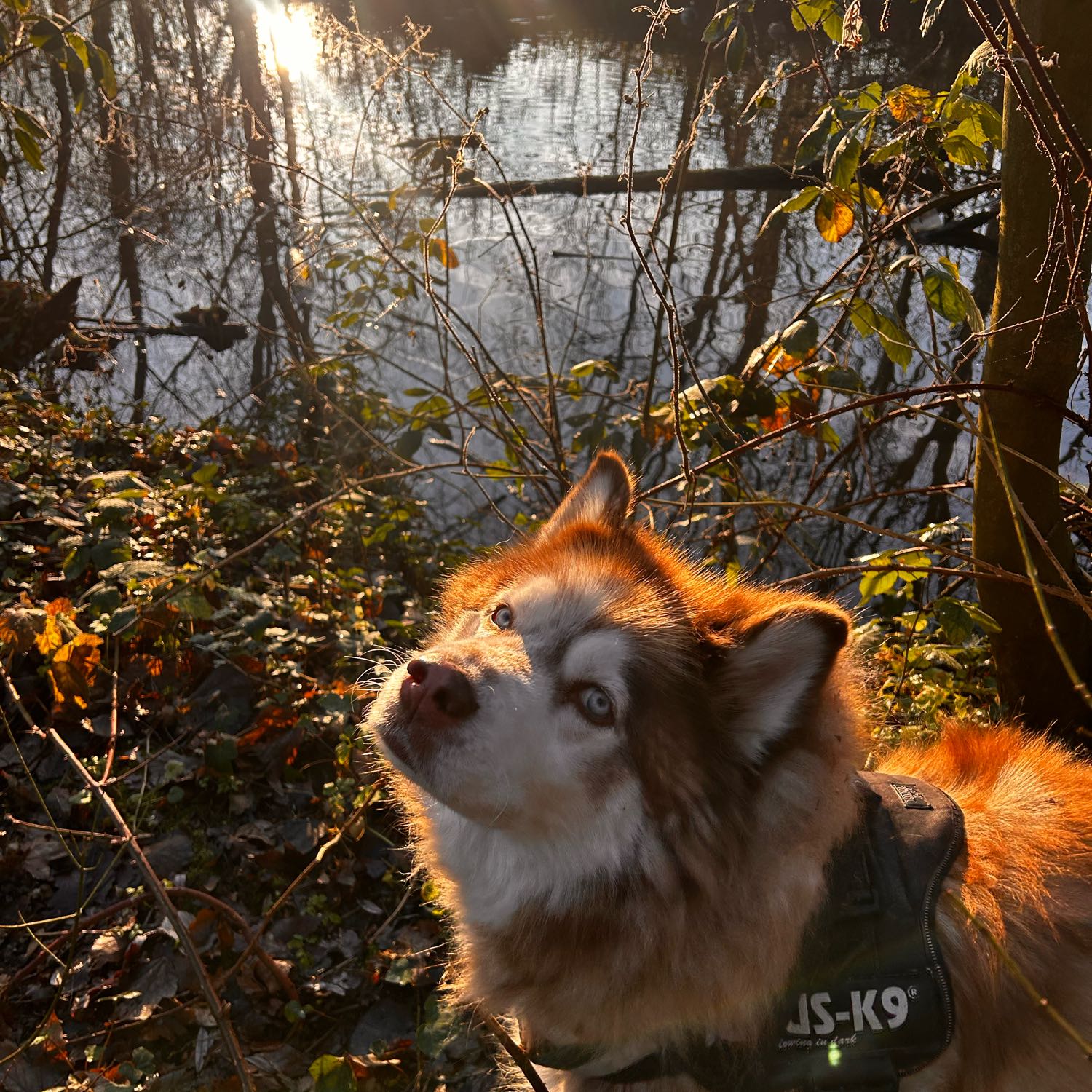 Finn