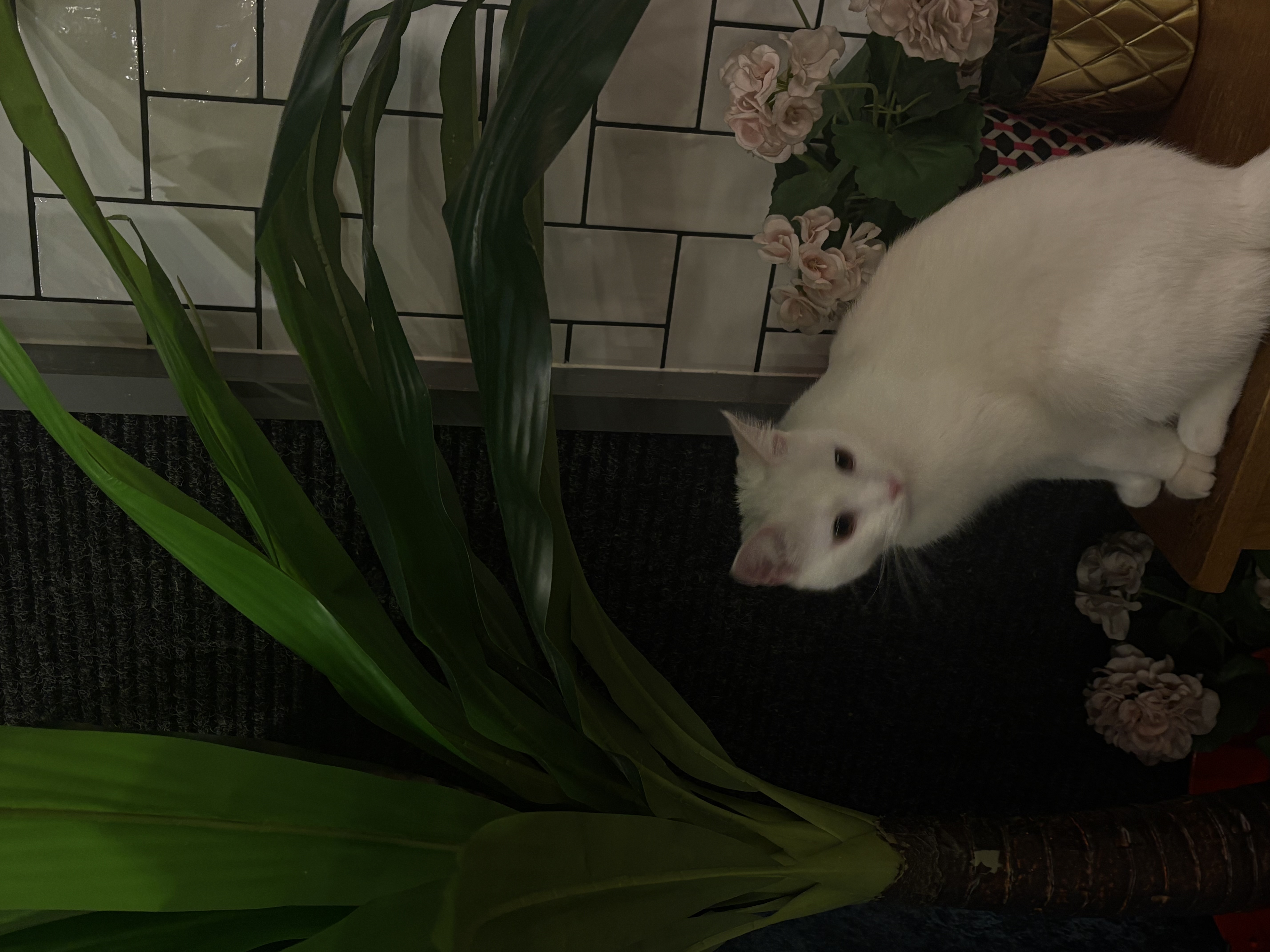 image-7