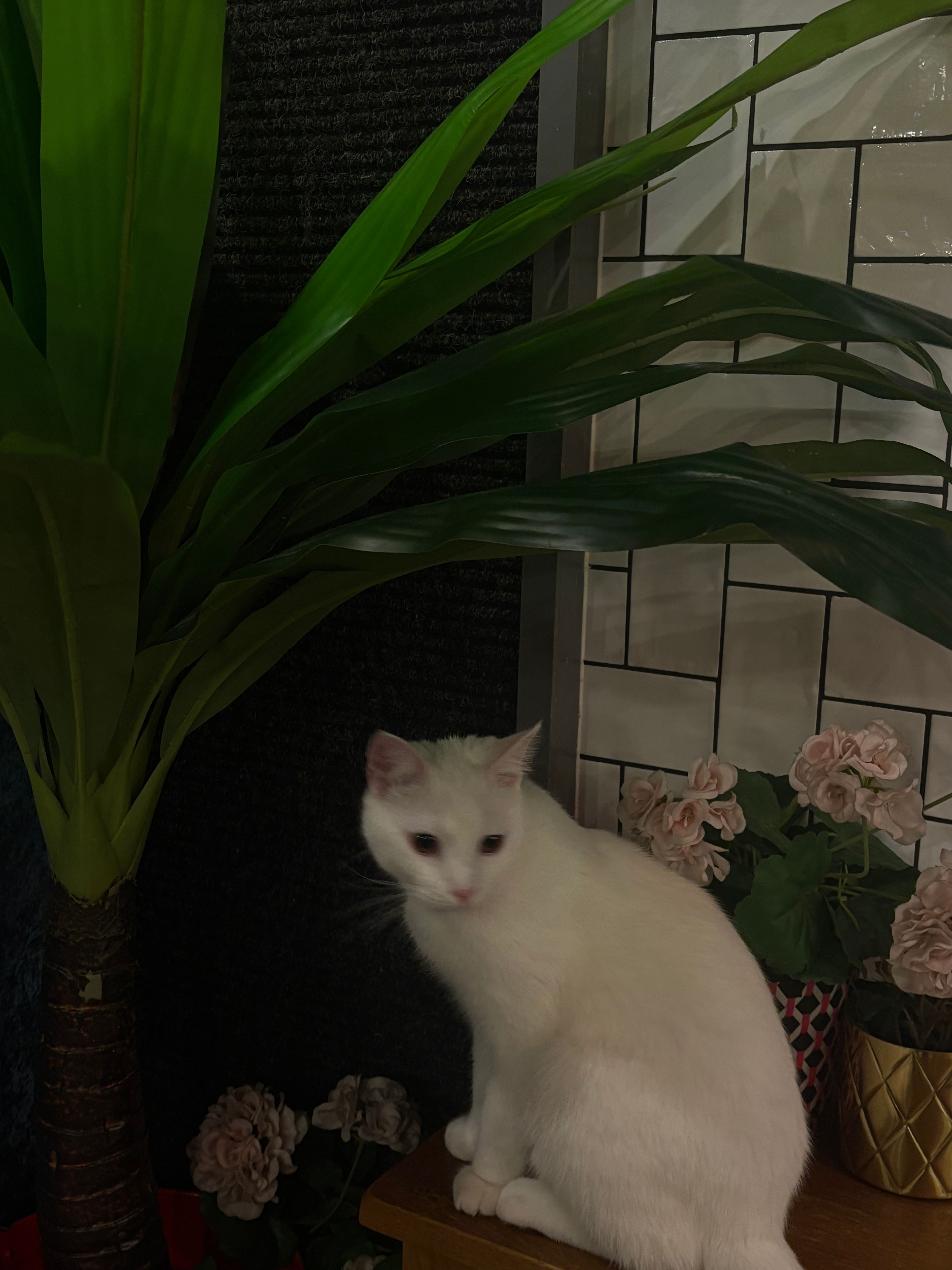 image-7