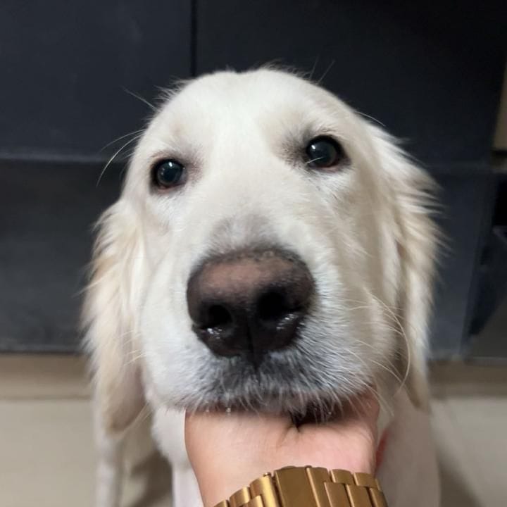 SIMBA