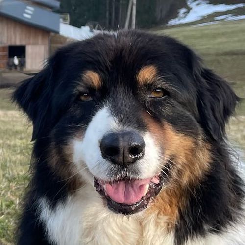 Mirko