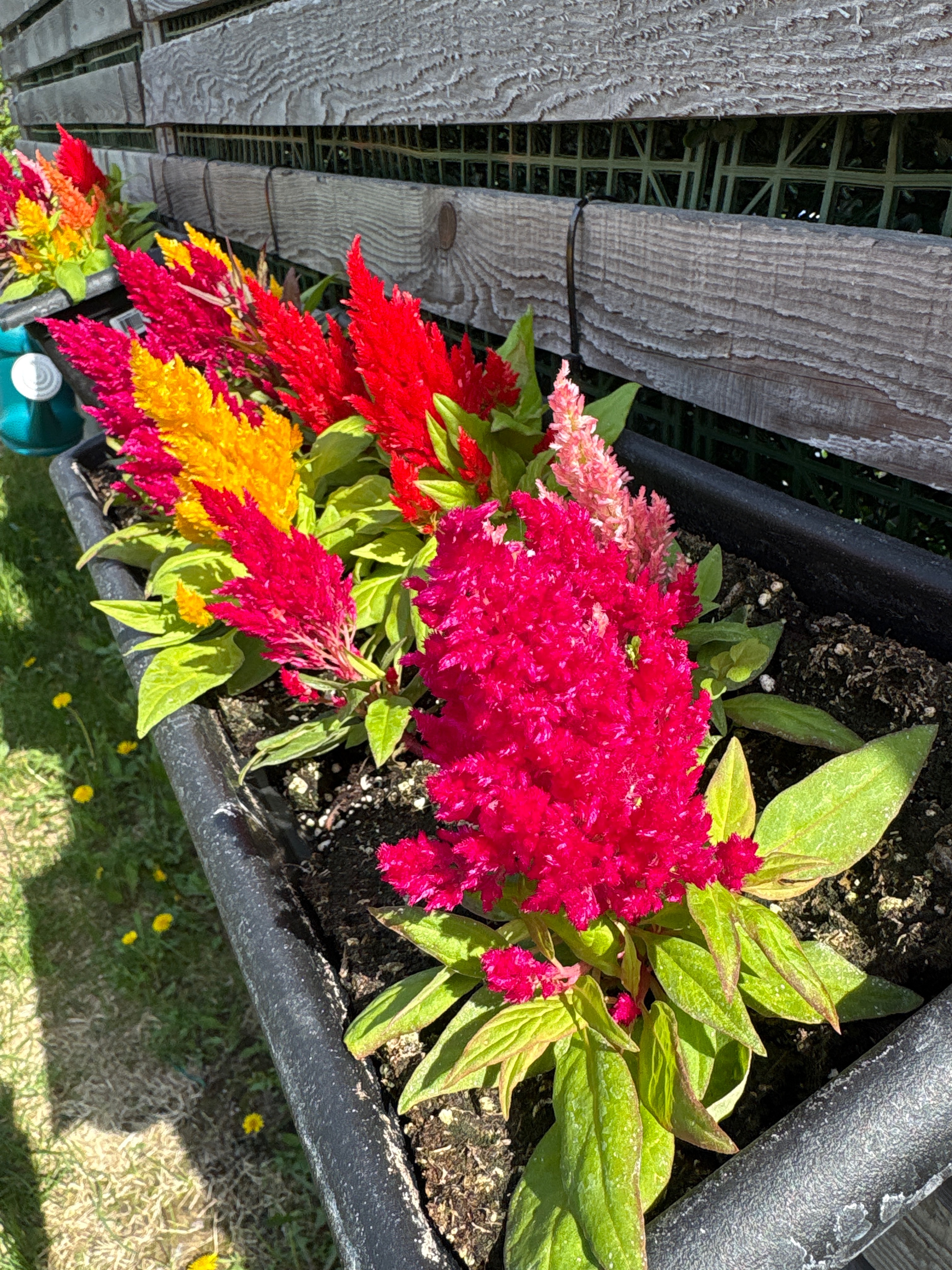 image-20