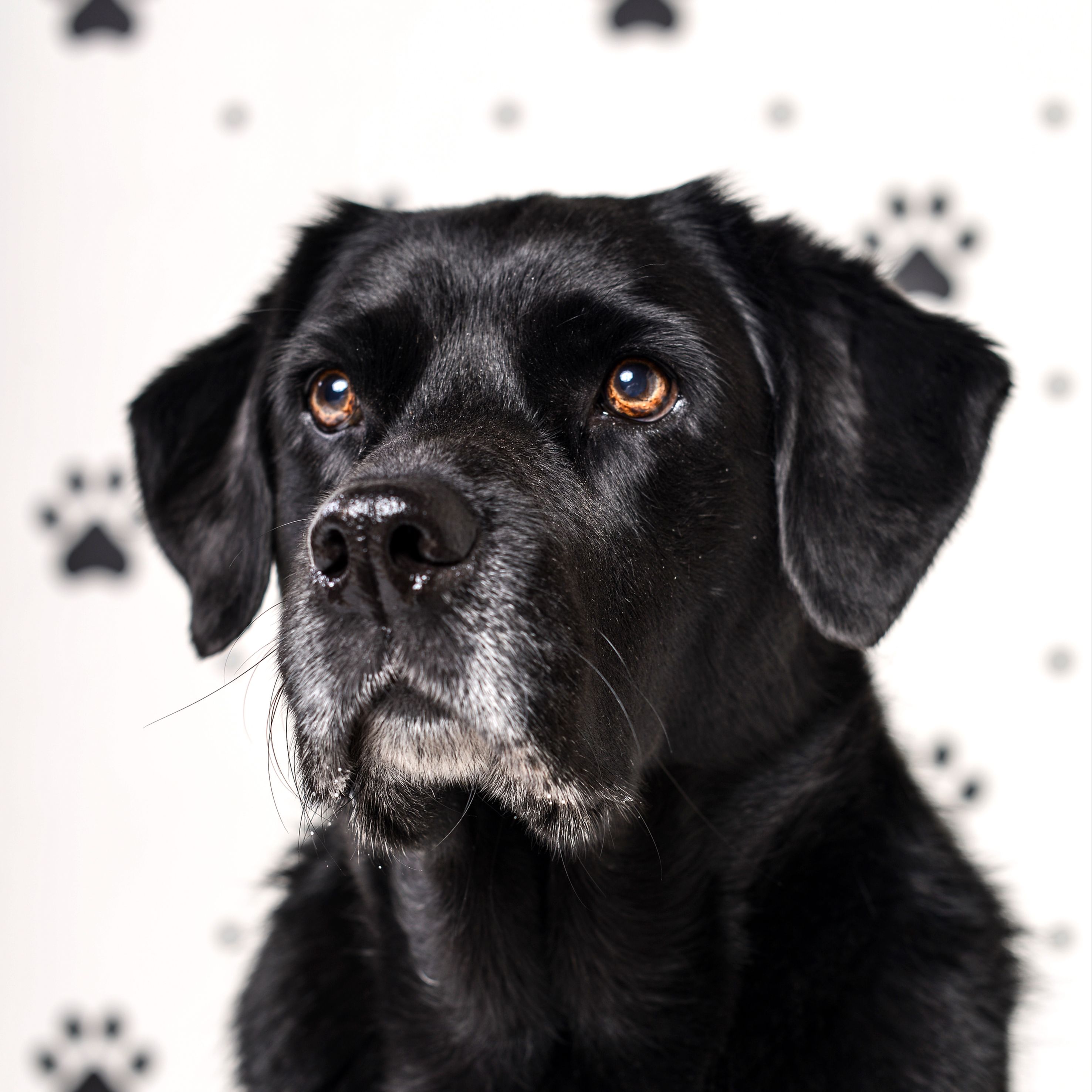 Zira