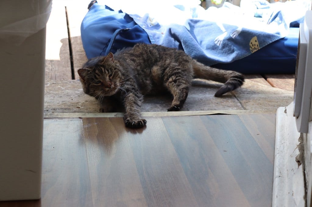 Poppet