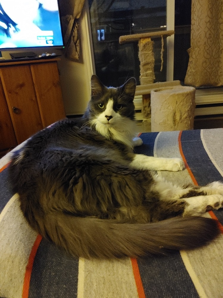 Solly - He has gone over the Rainbow Bridge 🌈