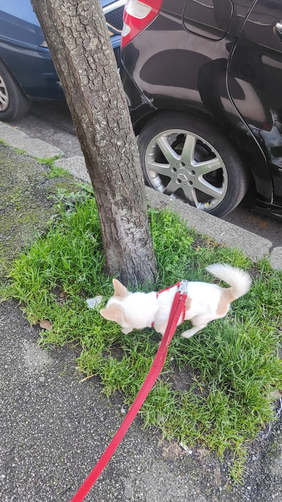 image-7