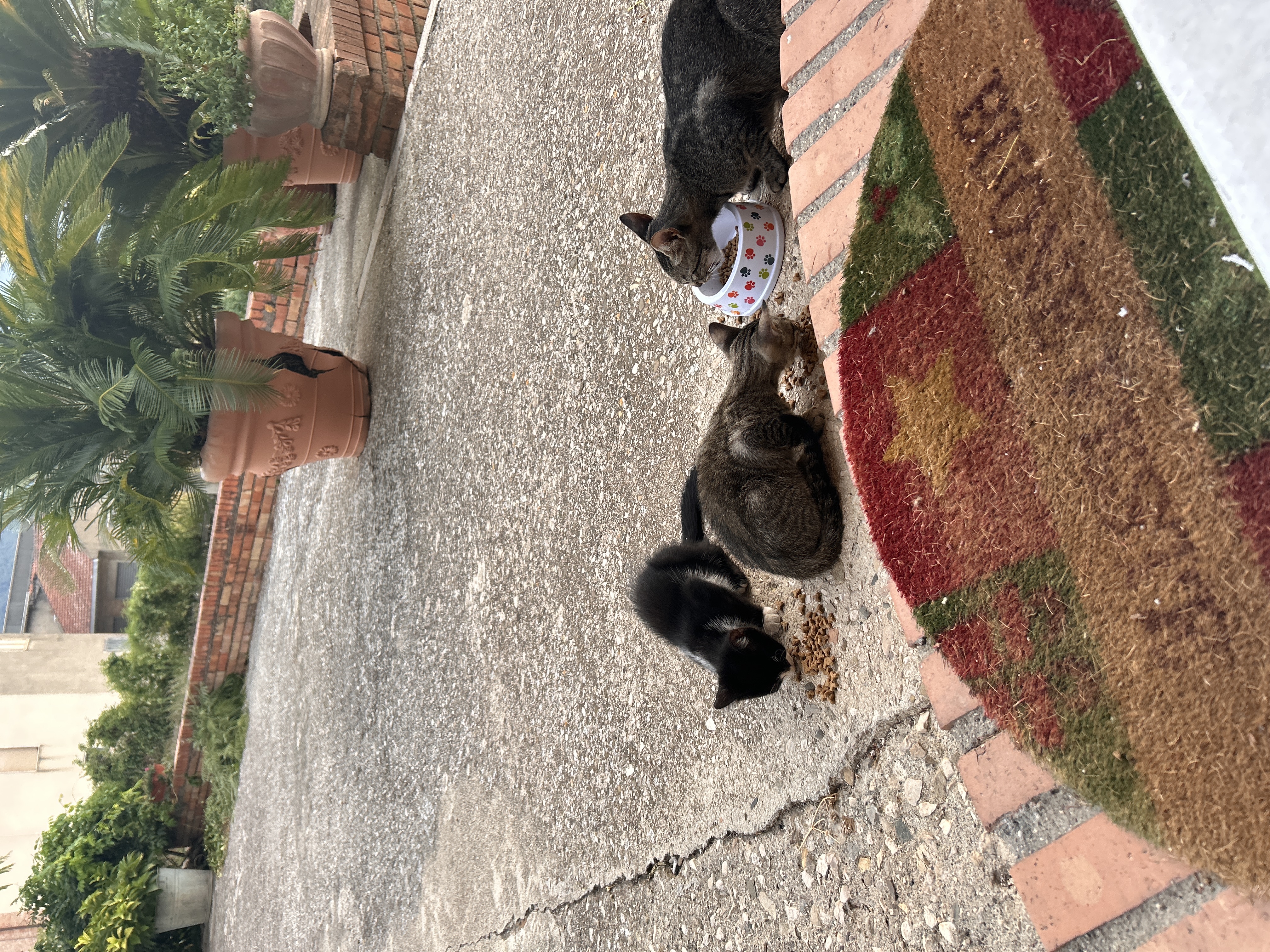 image-7