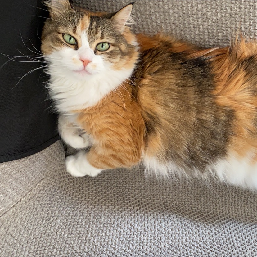 Lusi