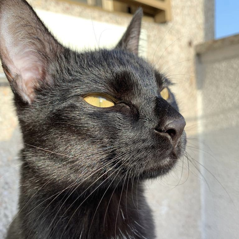 Perceval 
