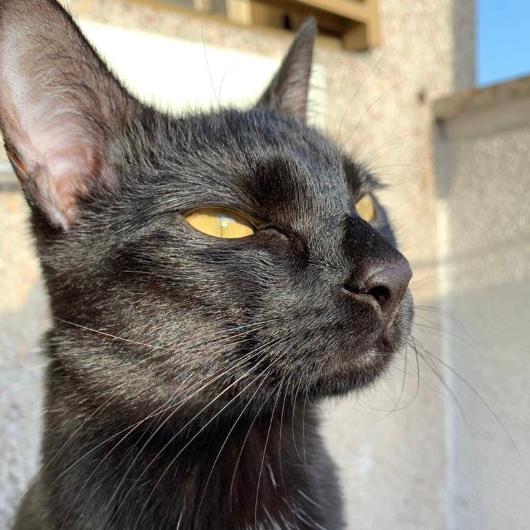 Perceval