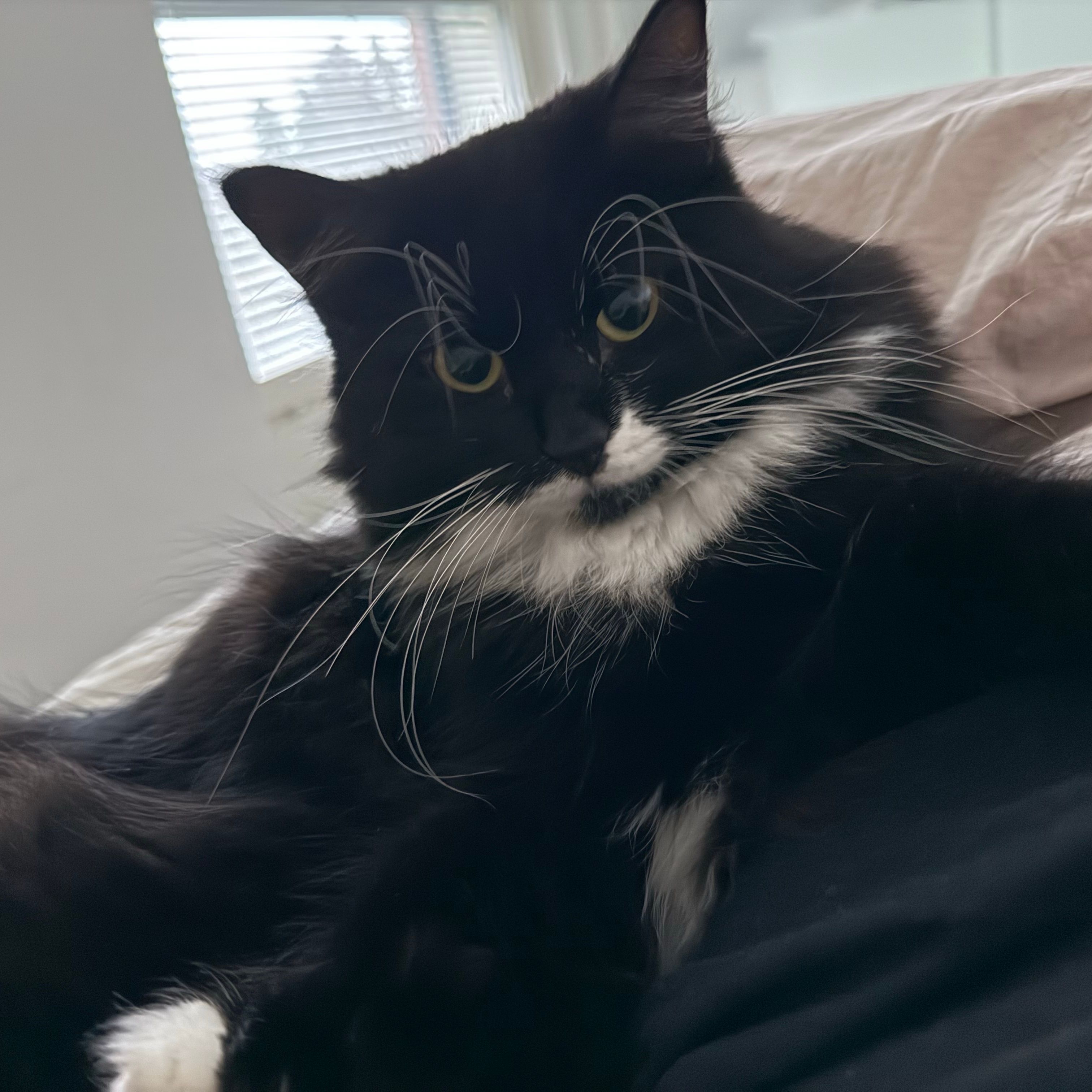 Nöpö