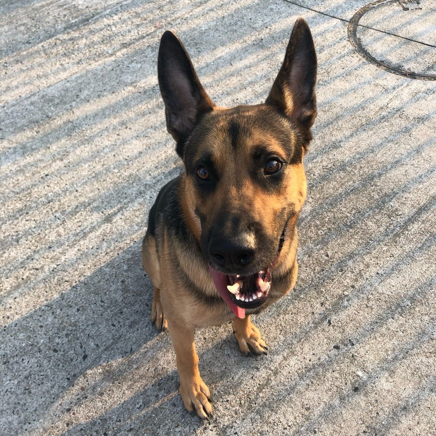 Baloo