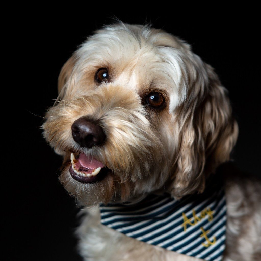 Bertie