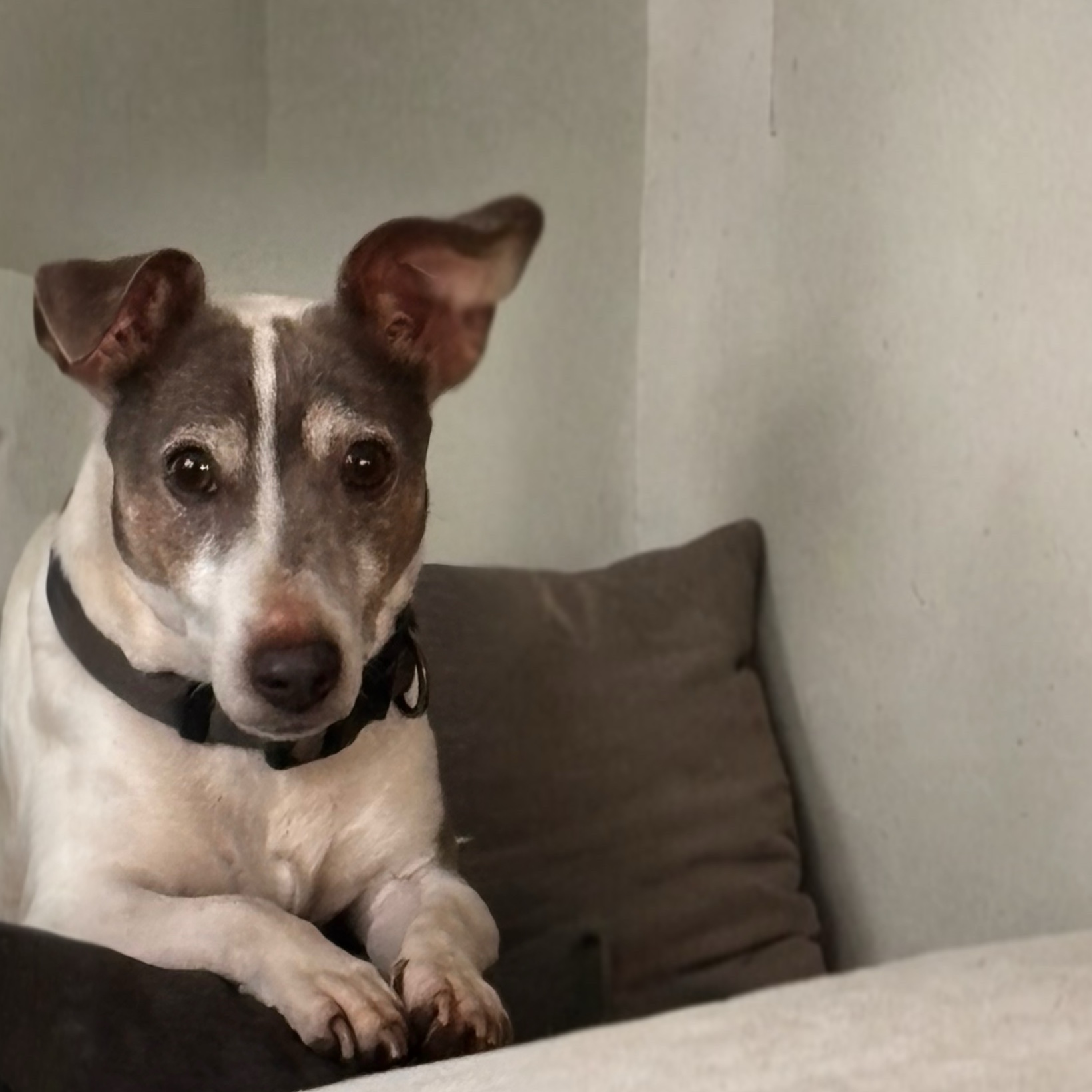 Pip