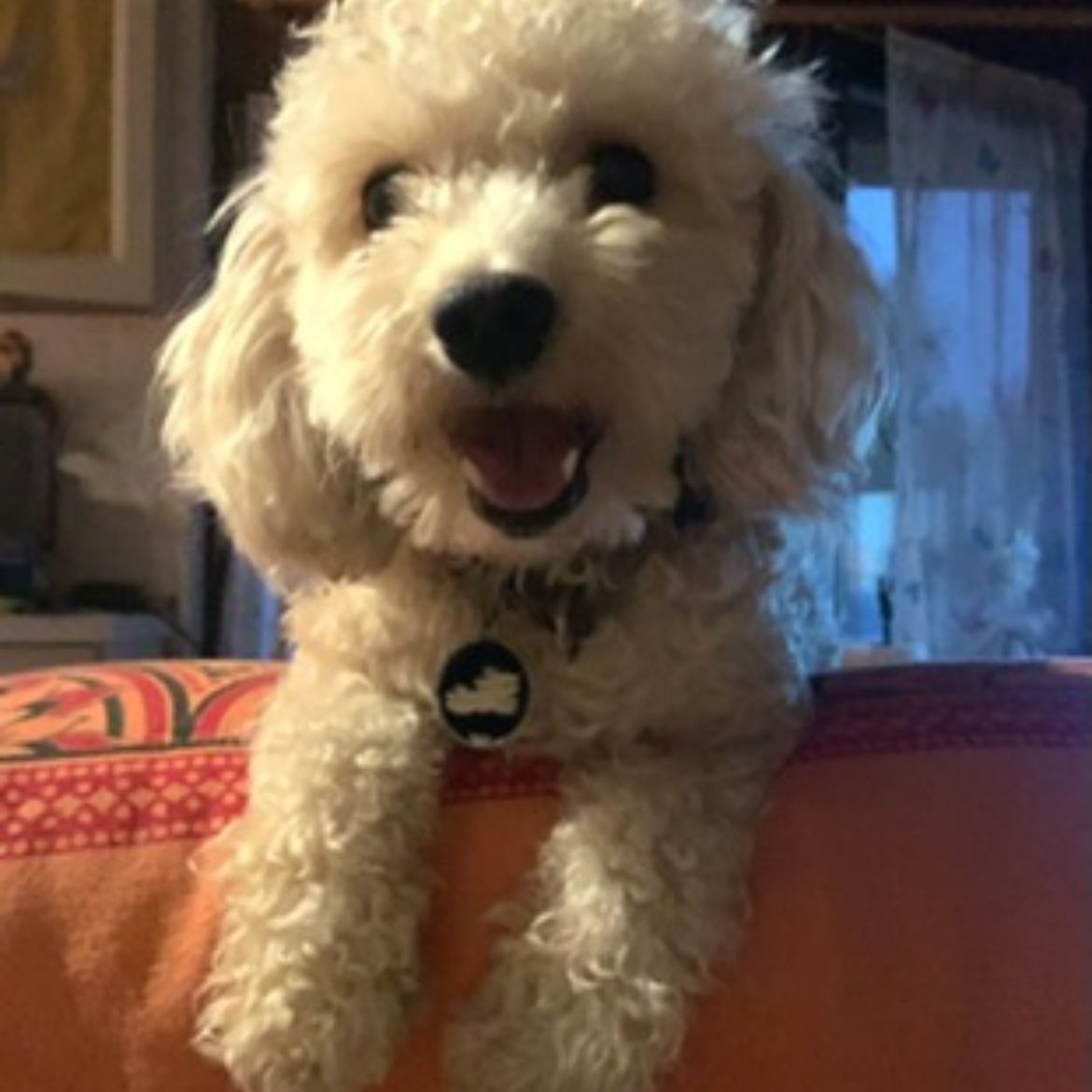 chico