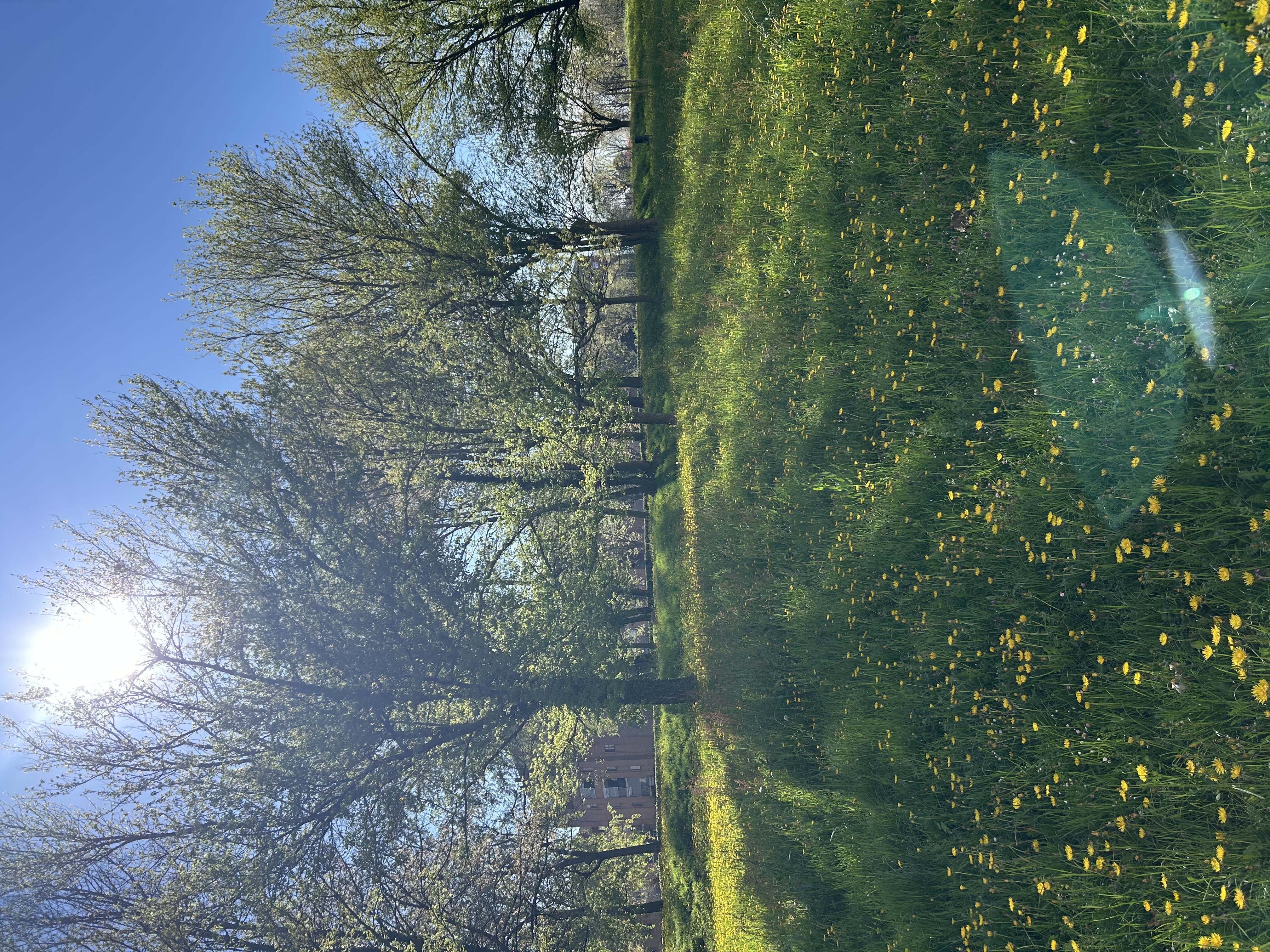 image-19