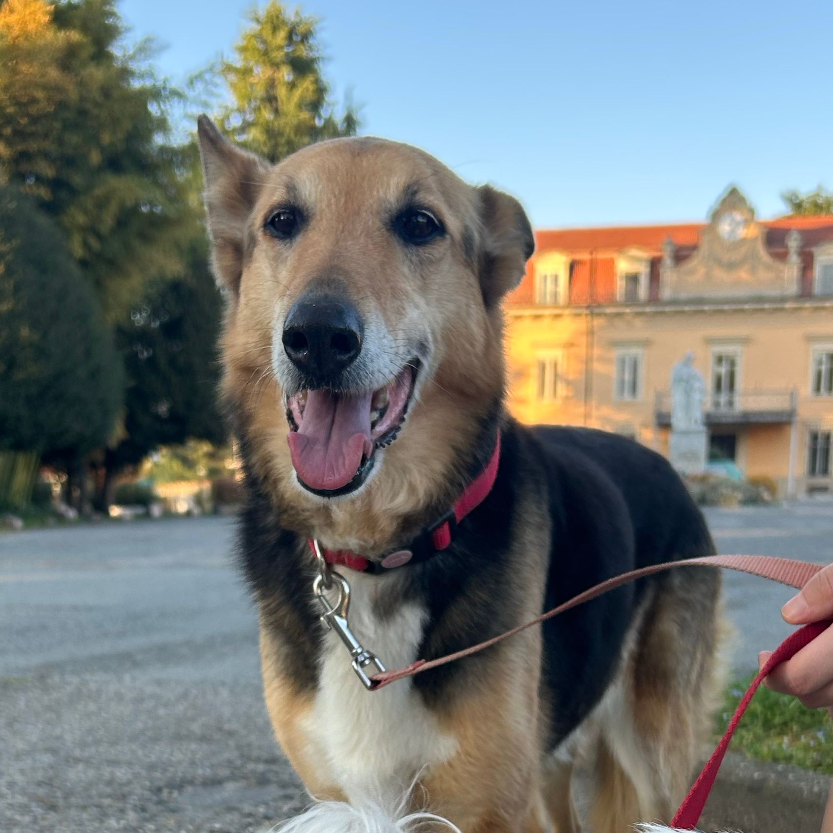 Stella