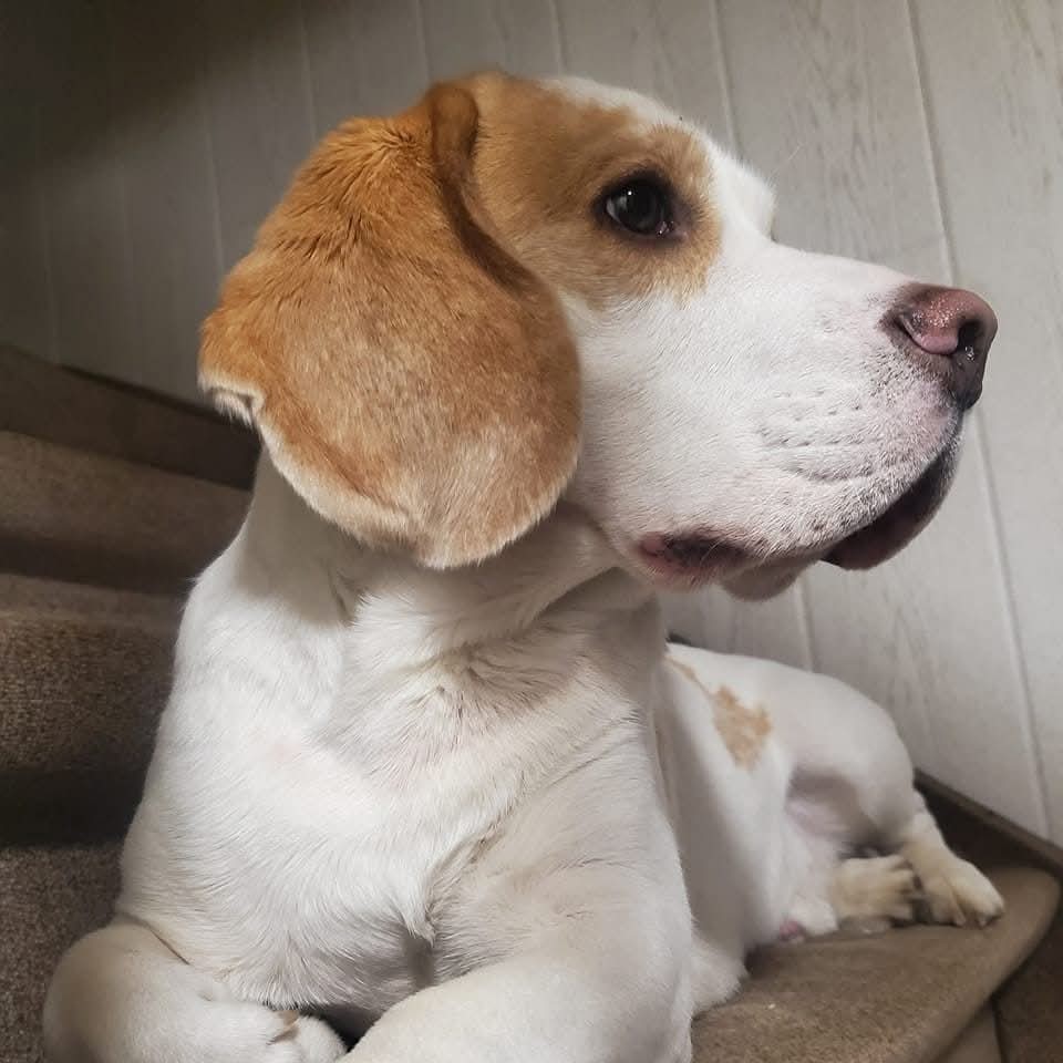Isabelle