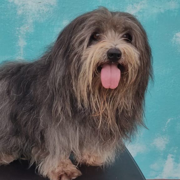 Barkus Maximus