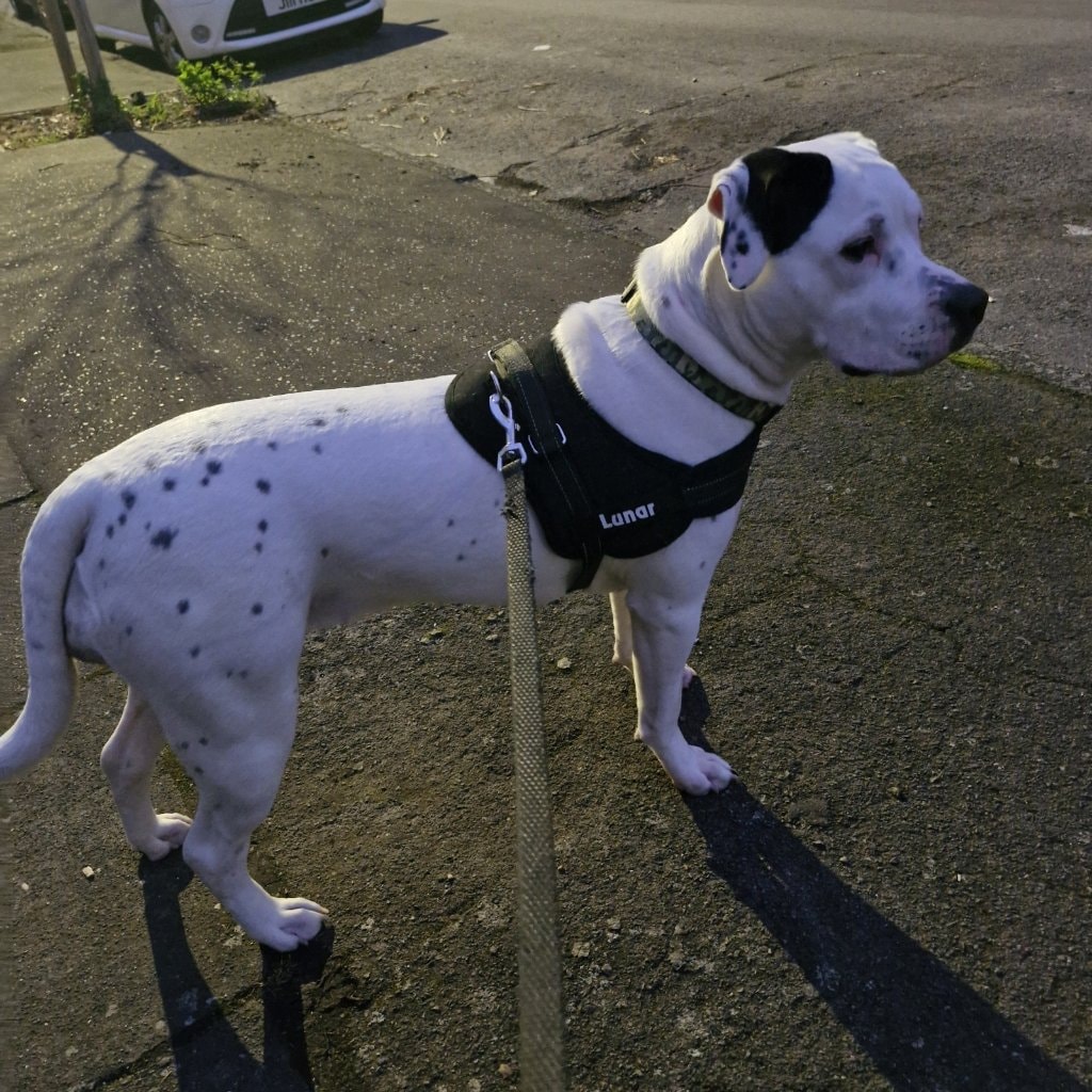 Luna