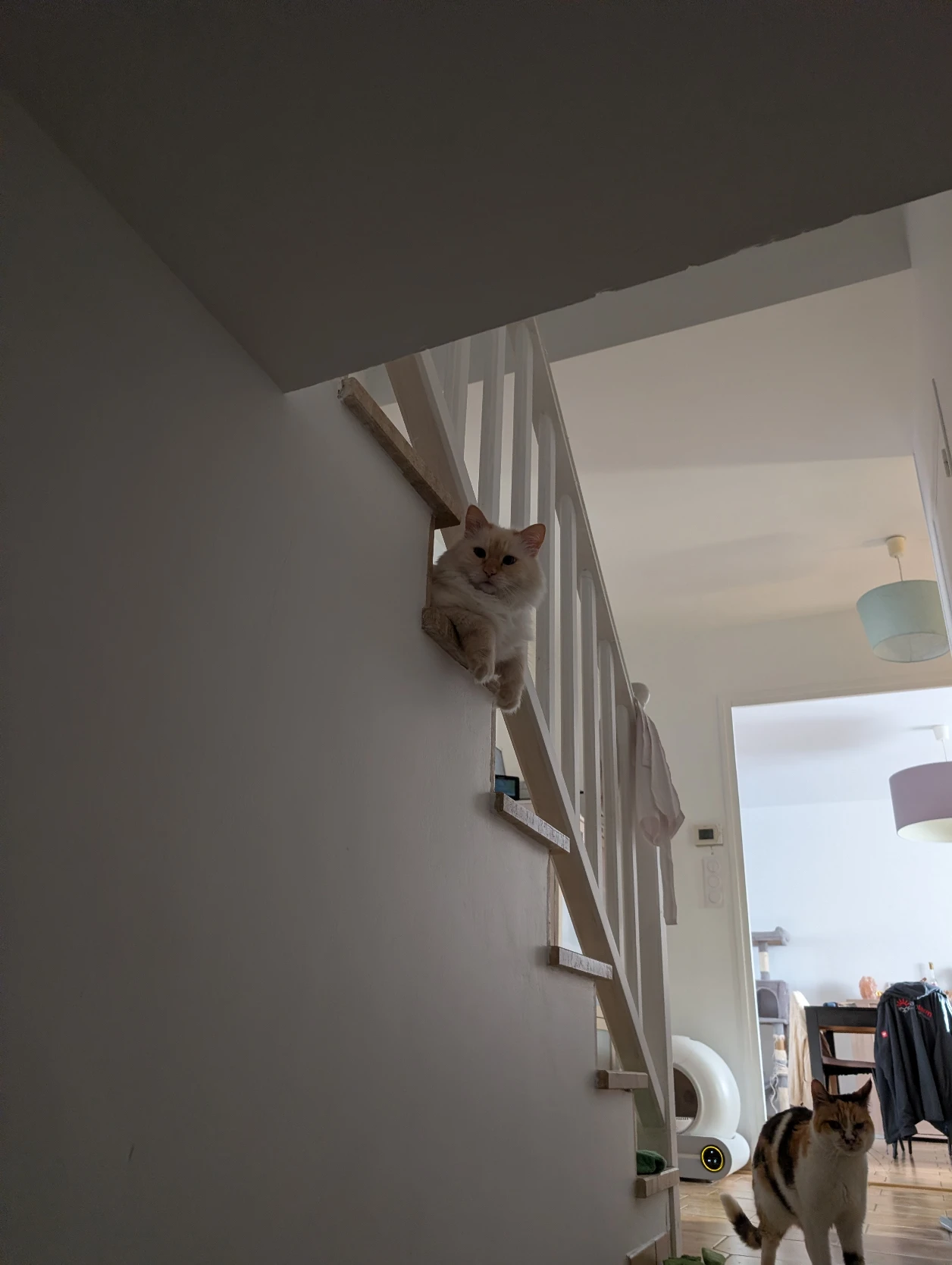 image-7