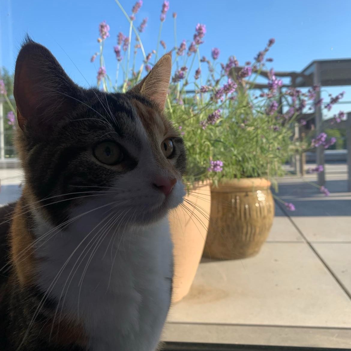 Polly