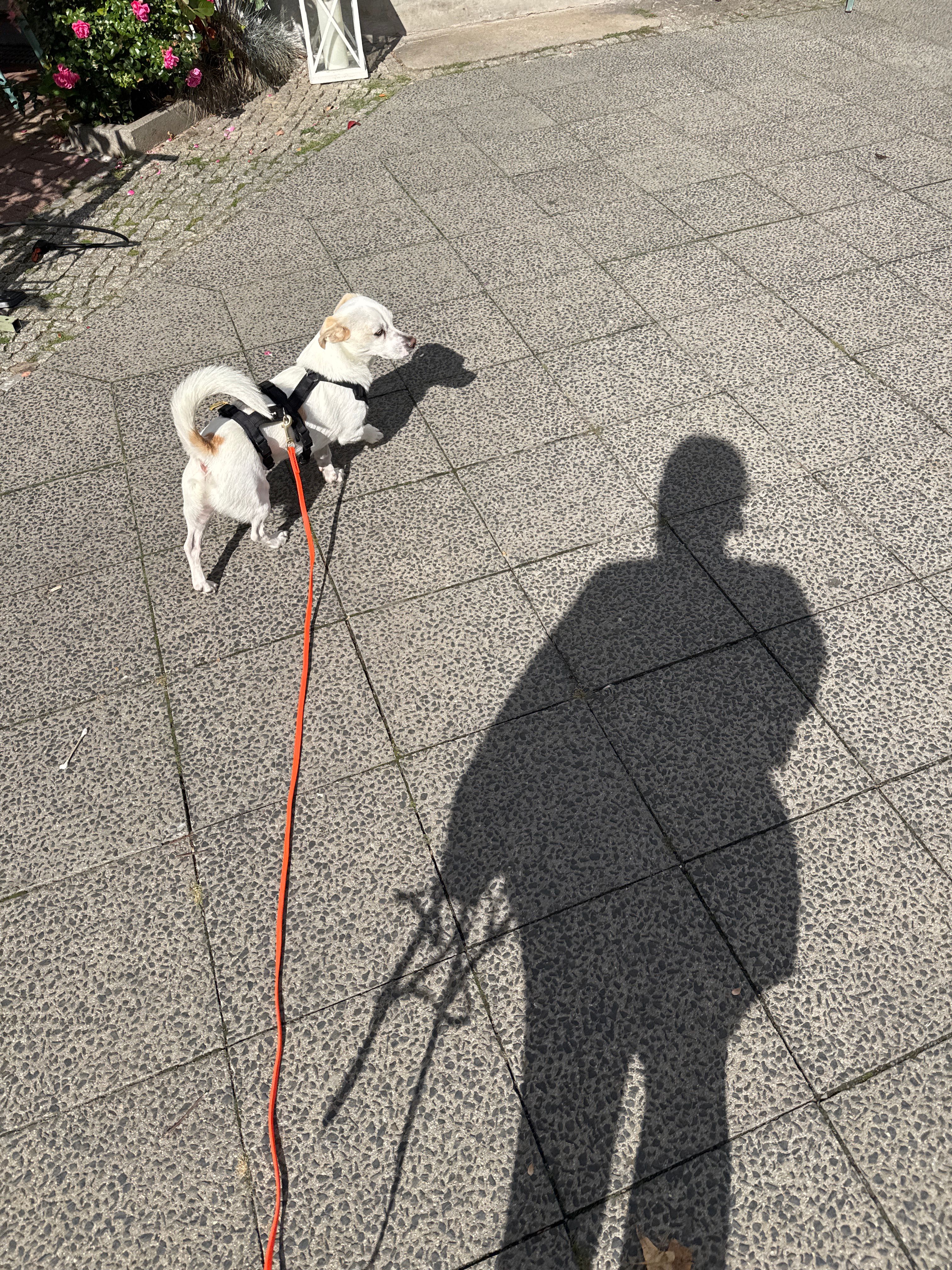 image-19