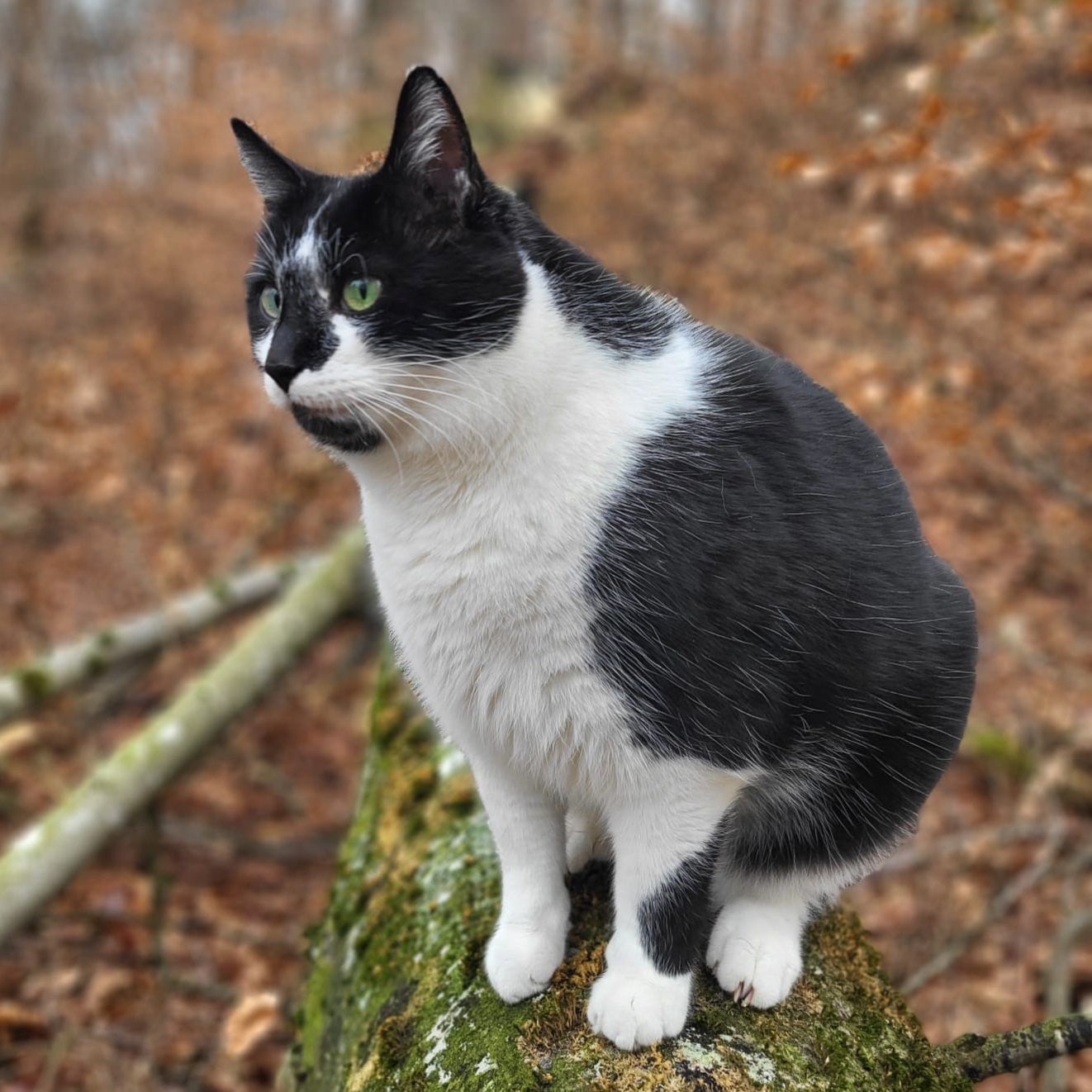 Milo