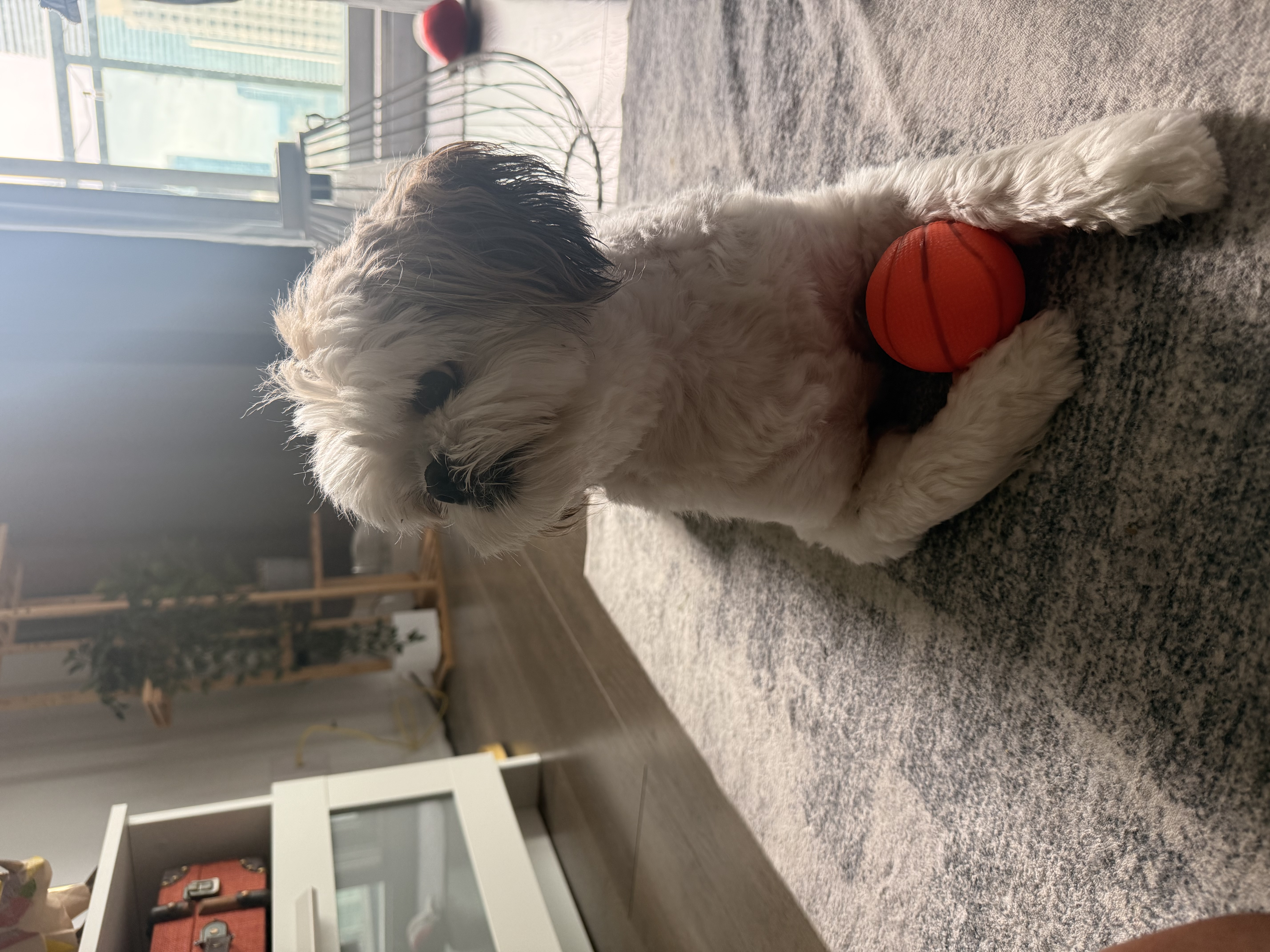 image-17