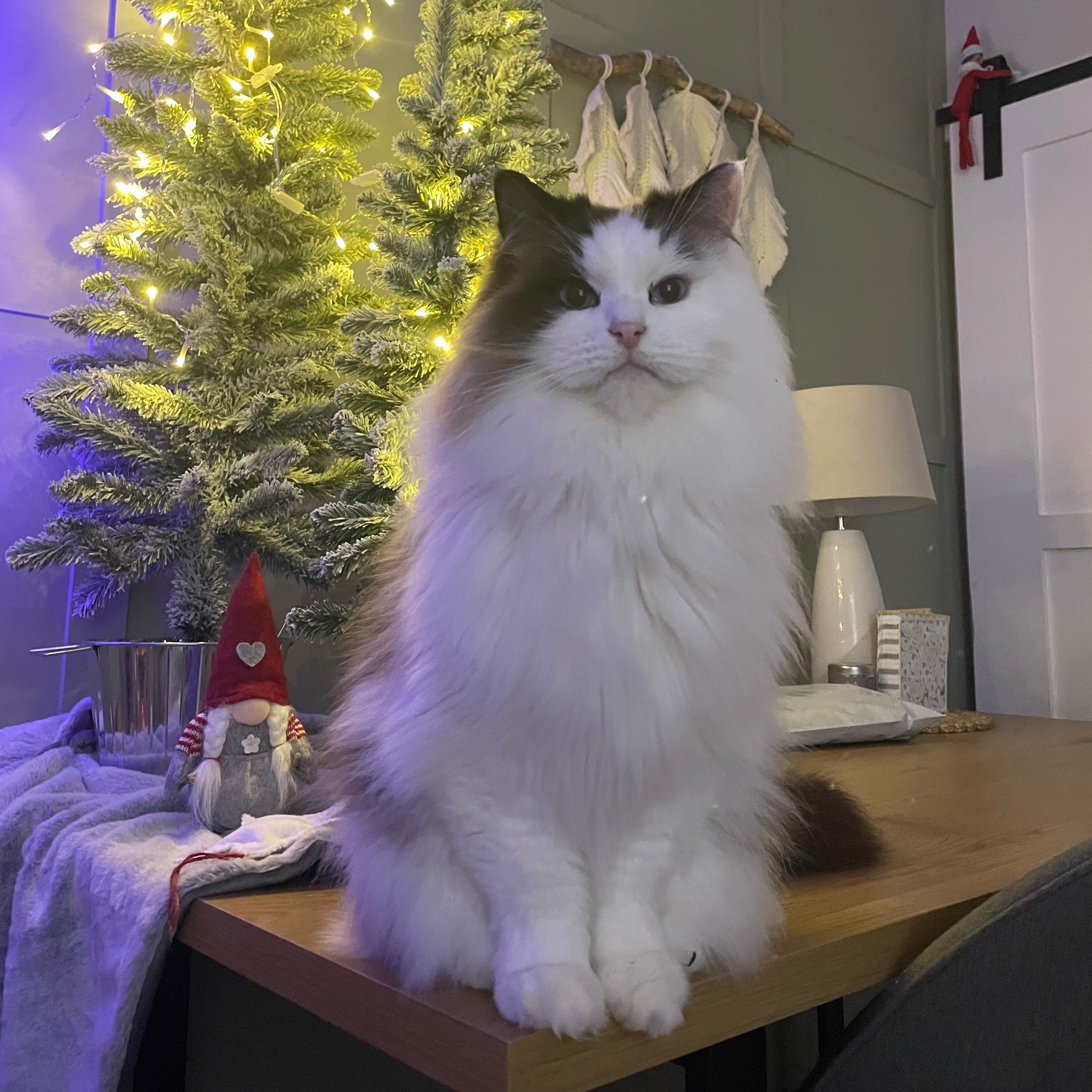 Simba
