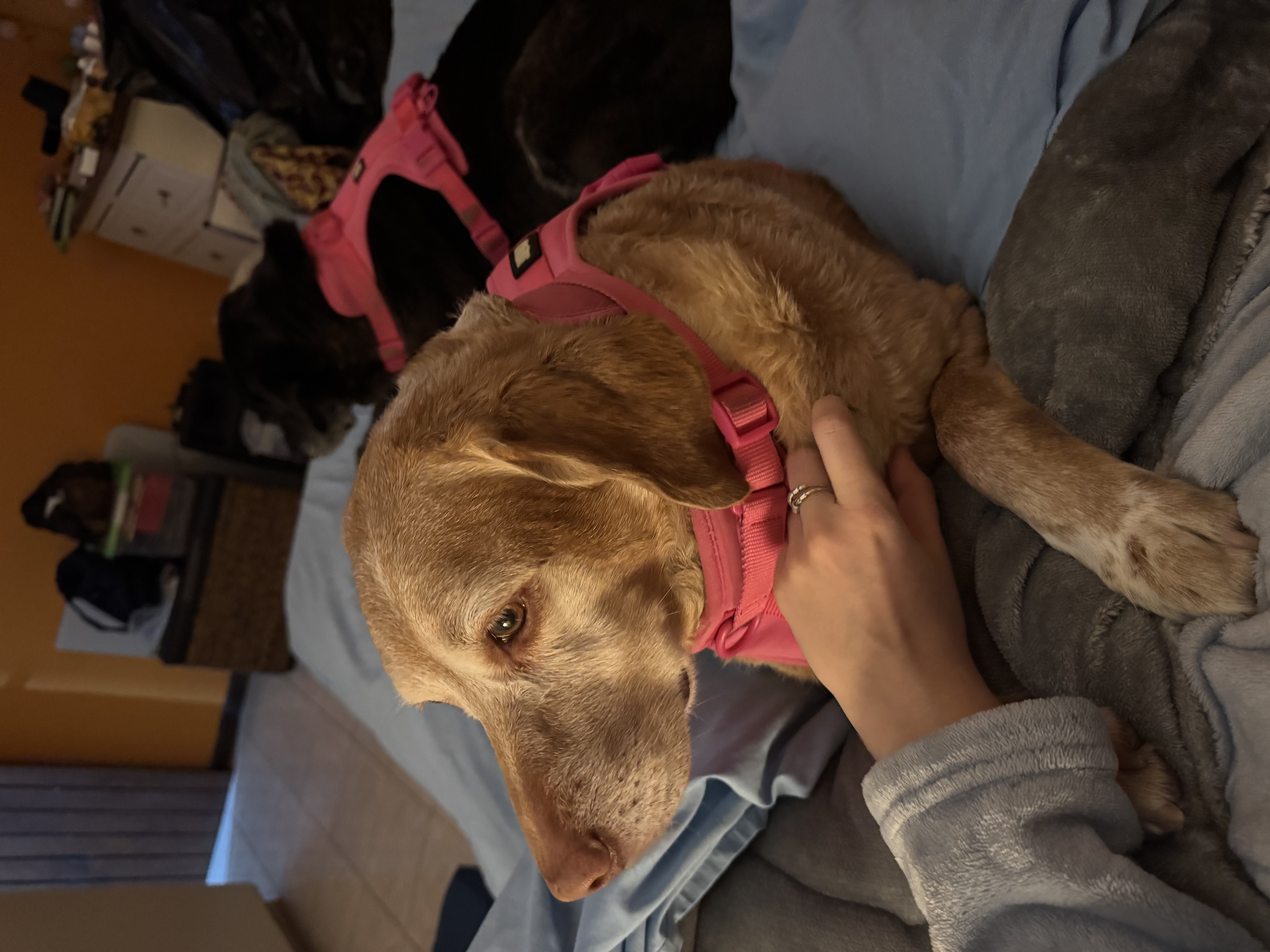 image-7