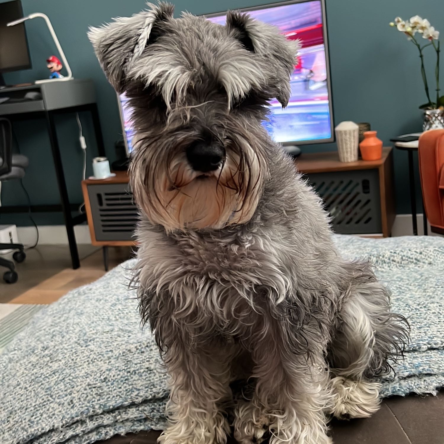 Archie 